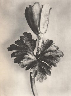 Satz von sechs Karl Blossfeldt Fotogravüren, ungerahmt - Pflanzenstudie, Nature-Design