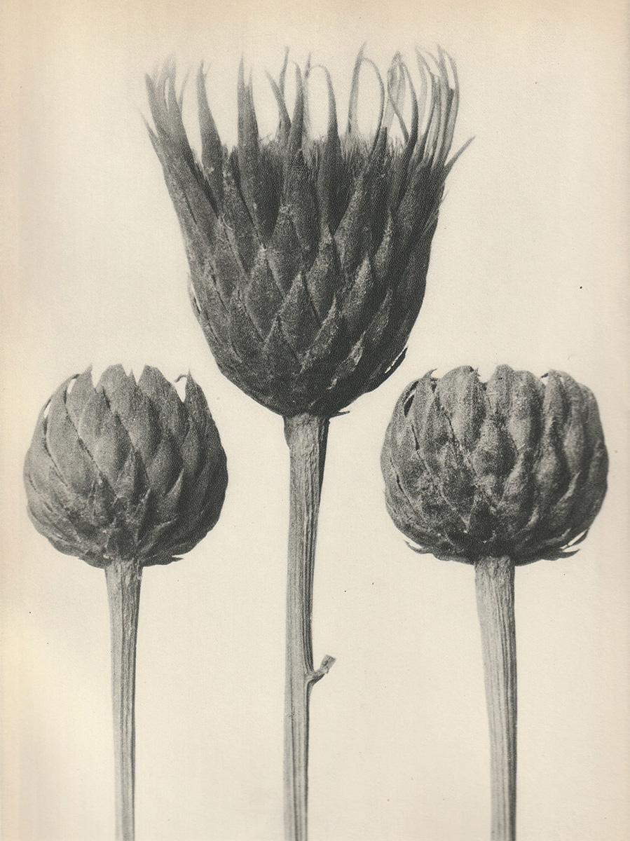Satz von sechs Karl Blossfeldt Fotogravüren, ungerahmt - Pflanzenstudie, Nature-Design 2