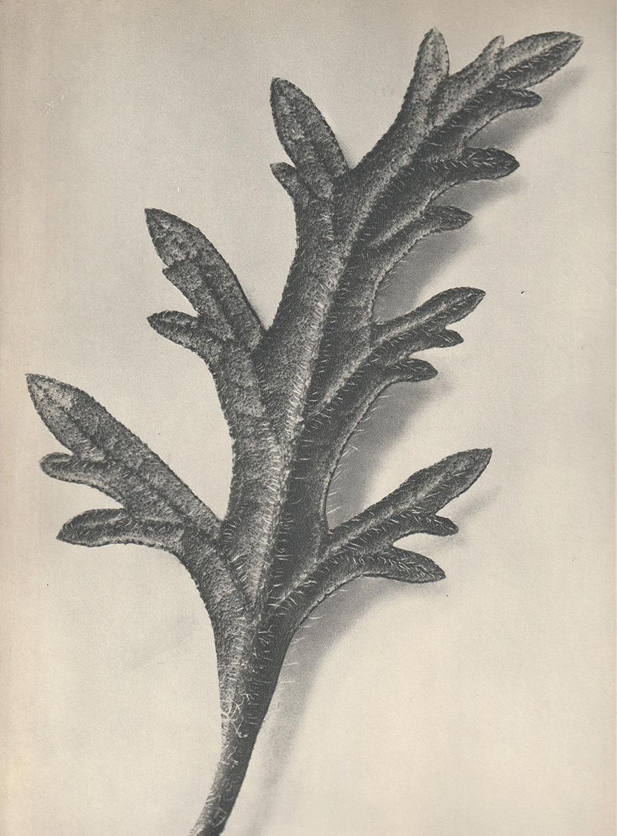 Satz von sechs Karl Blossfeldt Fotogravüren, ungerahmt - Pflanzenstudie, Nature-Design 3