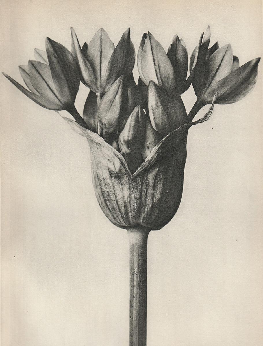 Satz von sechs Karl Blossfeldt Fotogravüren, ungerahmt - Pflanzenstudie, Nature-Design 5