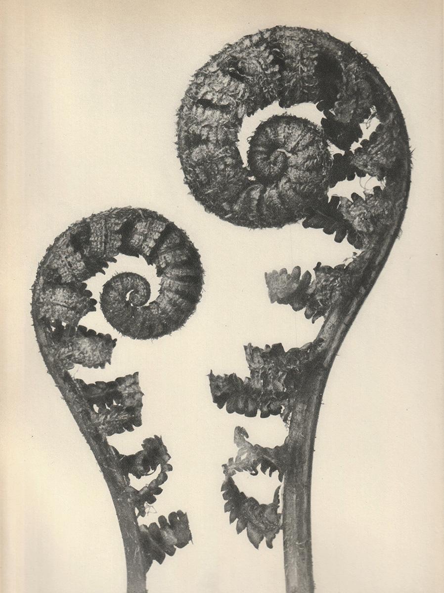 Satz von sechs Karl Blossfeldt Fotogravüren, ungerahmt - Pflanzenstudie, Nature-Design 6
