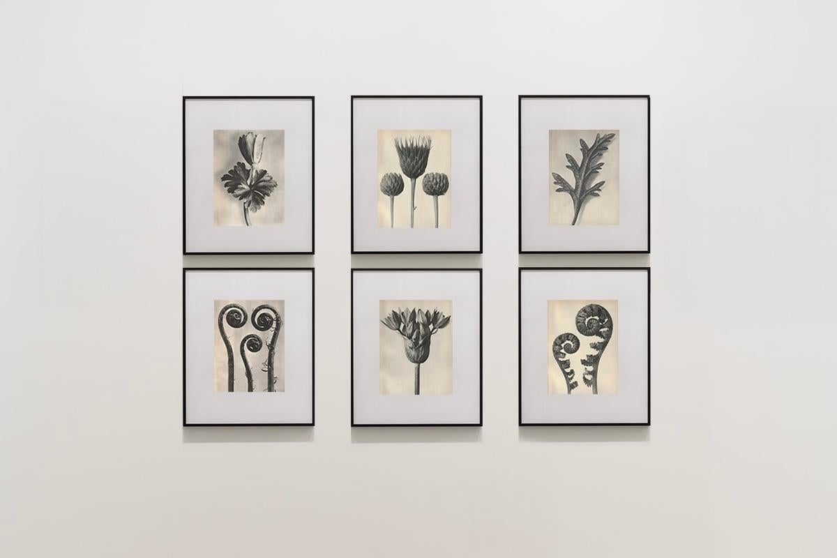 Satz von sechs Karl Blossfeldt Fotogravüren, ungerahmt - Pflanzenstudie, Nature-Design 7