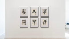 Ensemble de six photogravures de Karl Blossfeldt, non encadrées - Étude de plantes, Nature Design