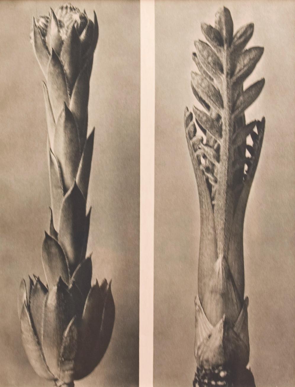 Two beginnings, Vintage Black and White Flowers - Photograph by Karl Blossfeldt