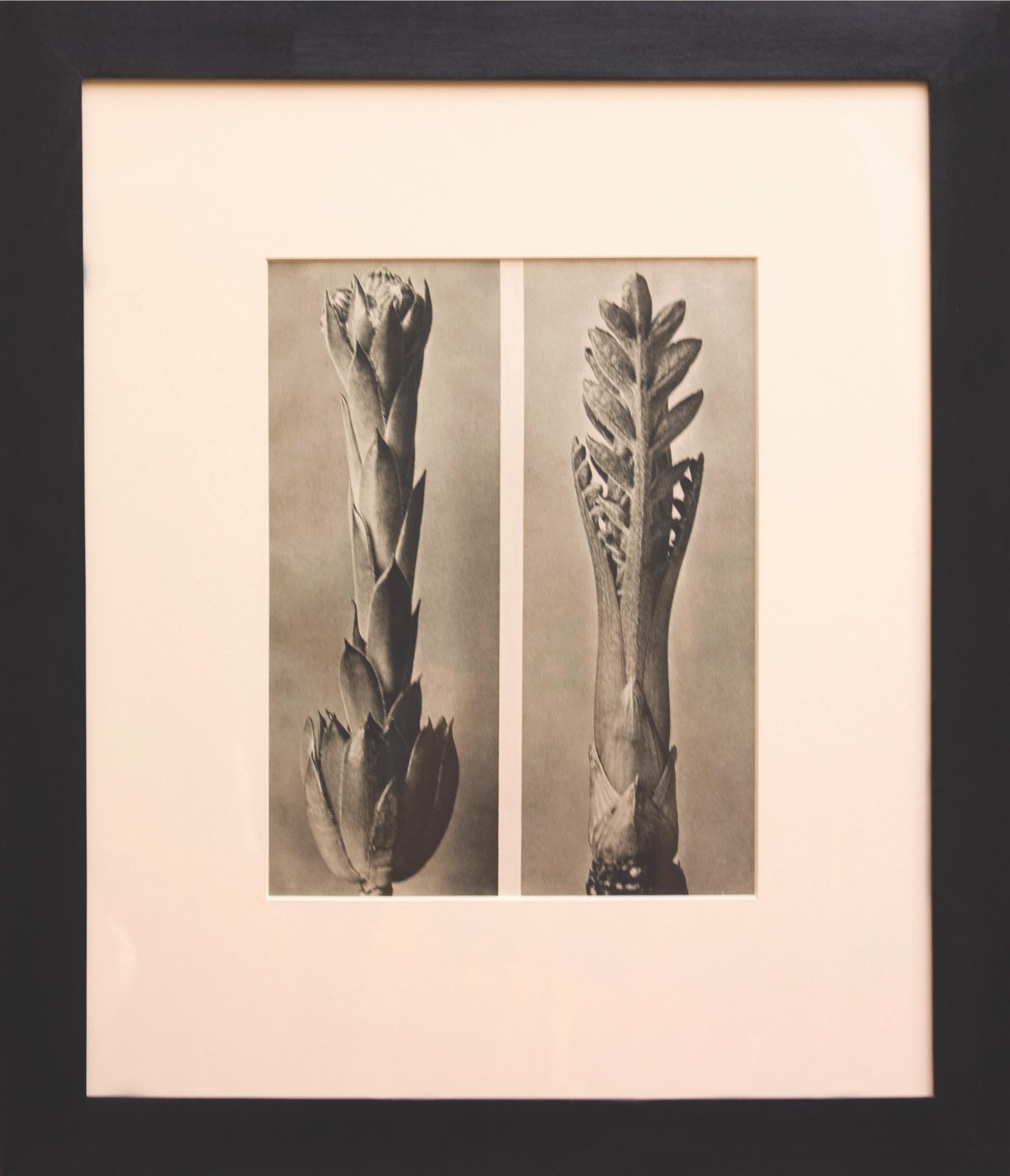 Karl Blossfeldt Black and White Photograph - Two beginnings, Vintage Black and White Flowers