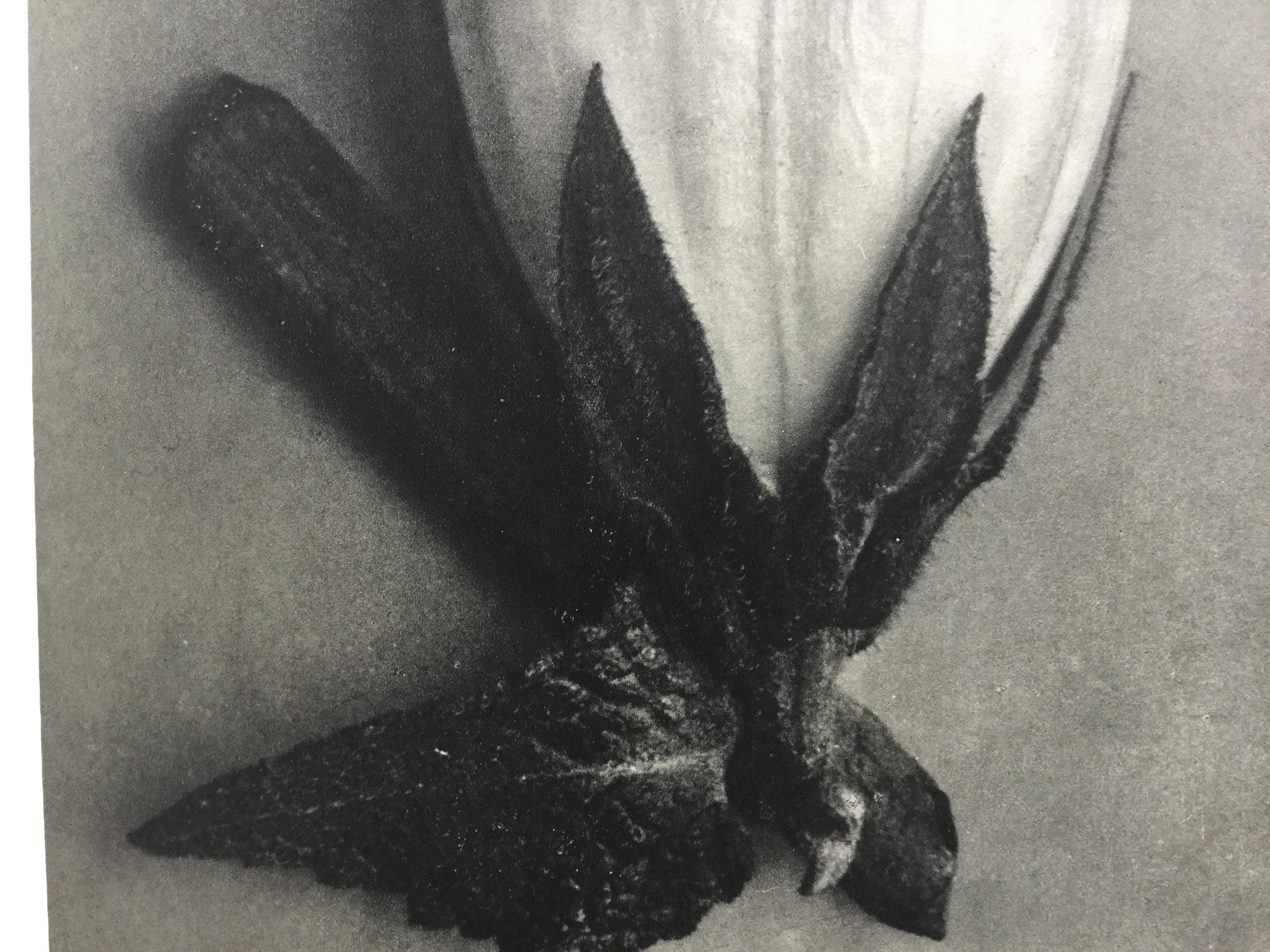 Karl Blossfeldt, 1sr ed. 1928 Photogravure. This edition has the best resolution. The images are near perfect condition. These are the gravure to collect.