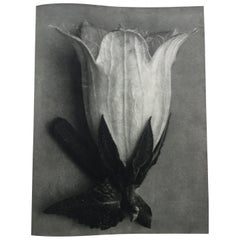 Karl Blossfeldt Photogravure, 1928