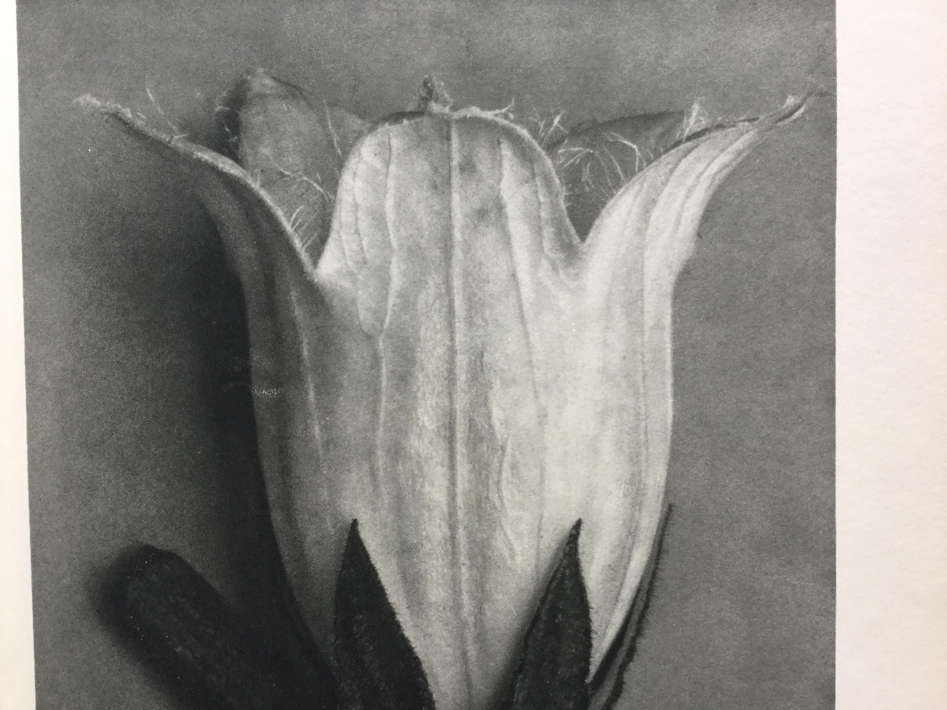 Karl Blossfeldt Photogravure, 1928. This image is from the 1st edition of the book, Germany. The resolution is the best. These are the ones to collect.