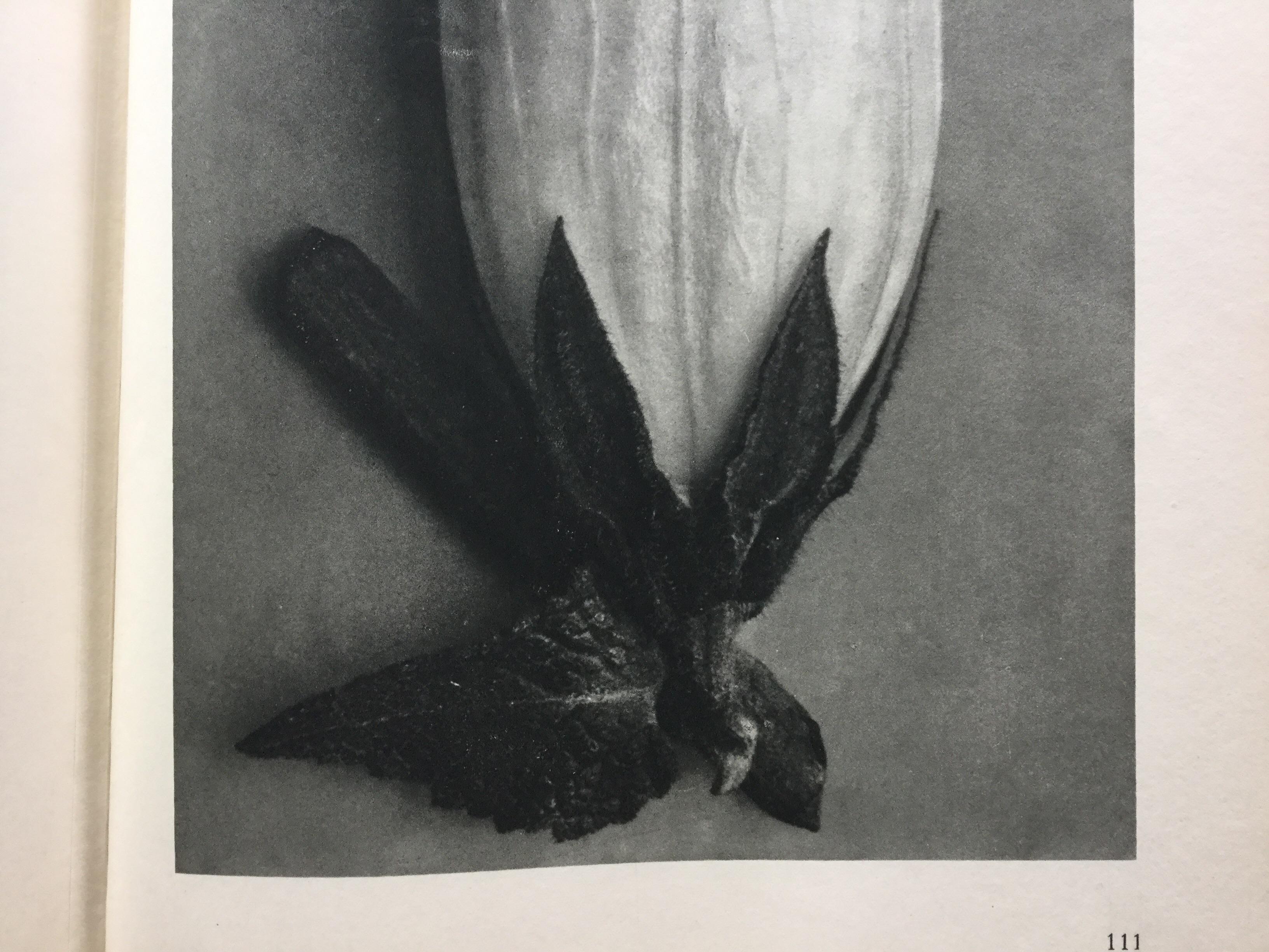 Karl Blossfeldt Photogravure 1st Edition In Excellent Condition For Sale In North Beninngton, VT