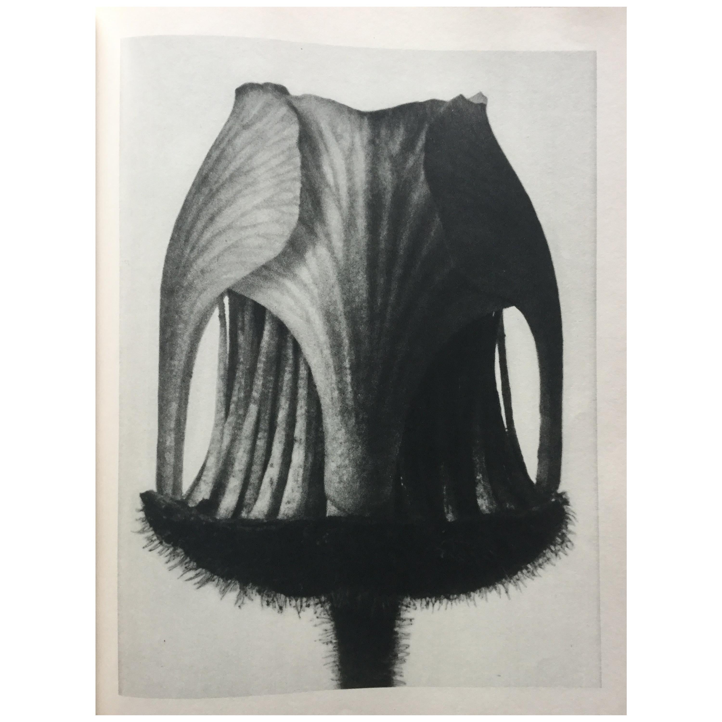 Karl Blossfeldt Photogravure 1st Edition For Sale