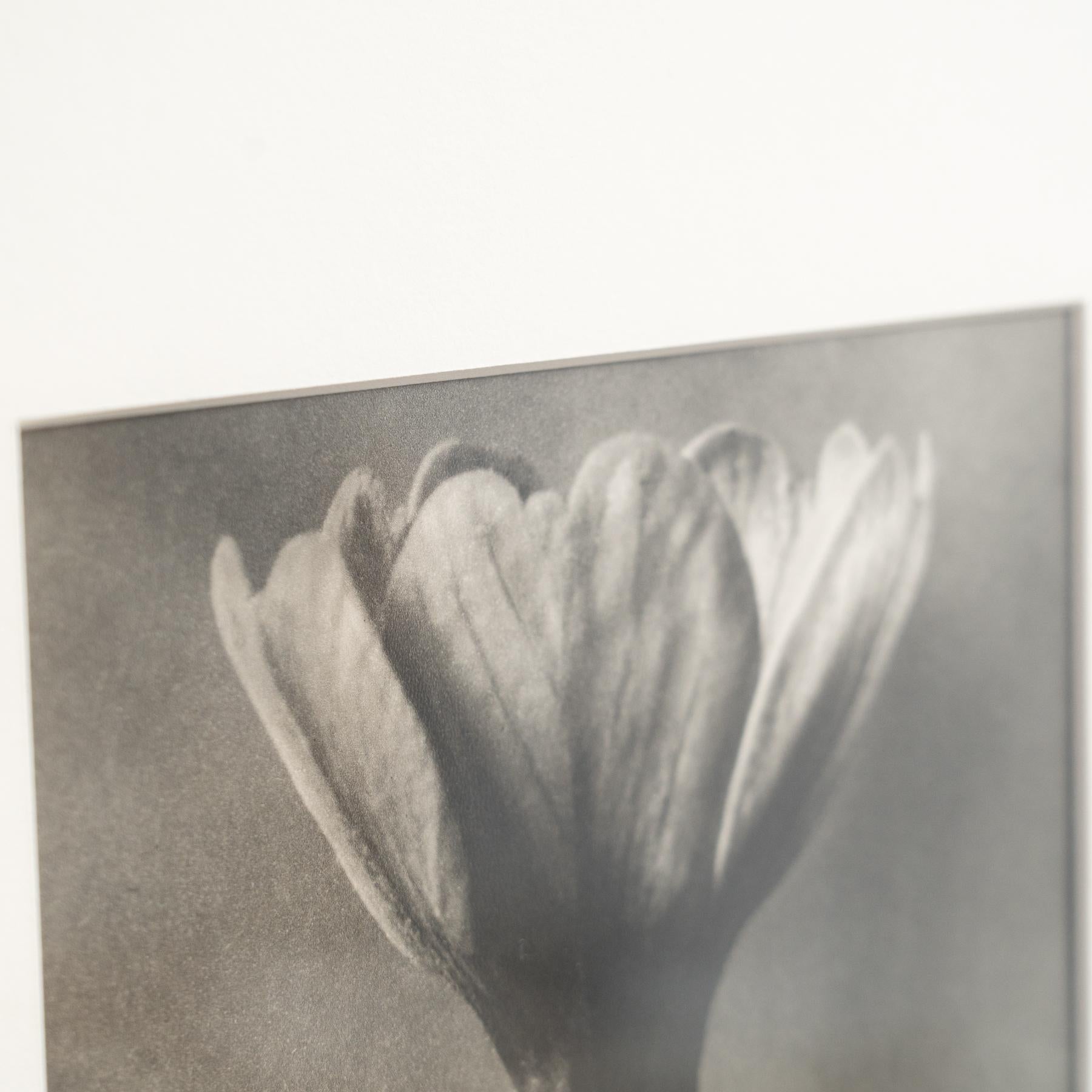 Karl Blossfeldt Photogravure: Nature's Elegance in Classic Frame (1942) For Sale 3
