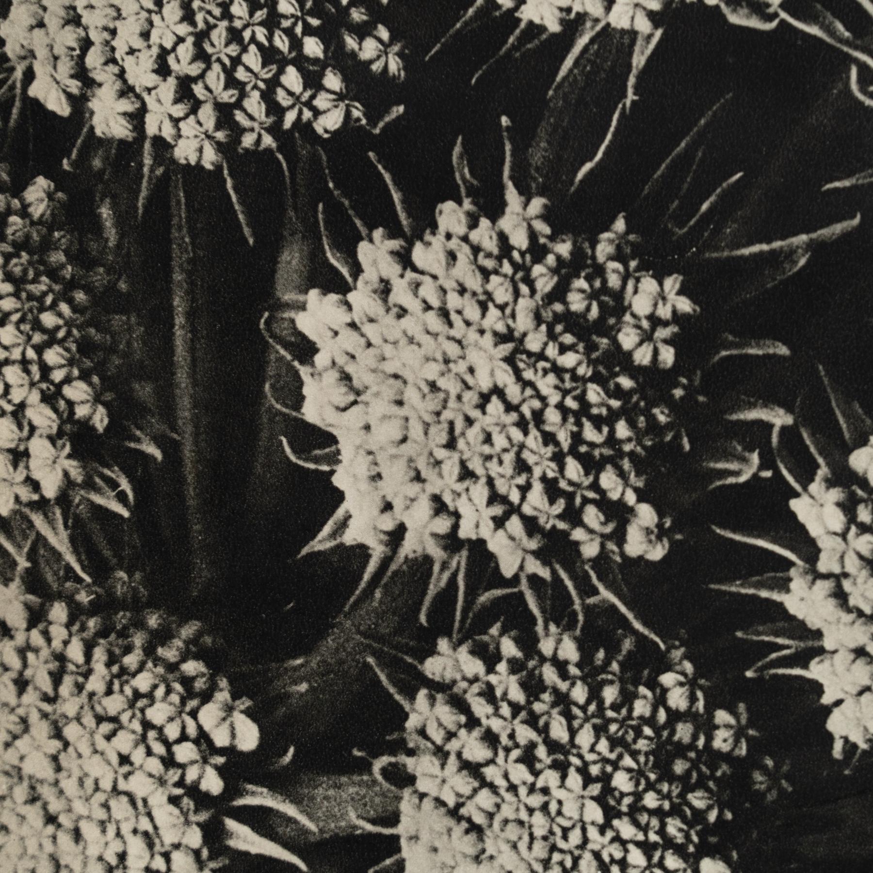 Karl Blossfeldt Photogravure: L'Eleganza della Natura in una cornice classica (1942) in vendita 3