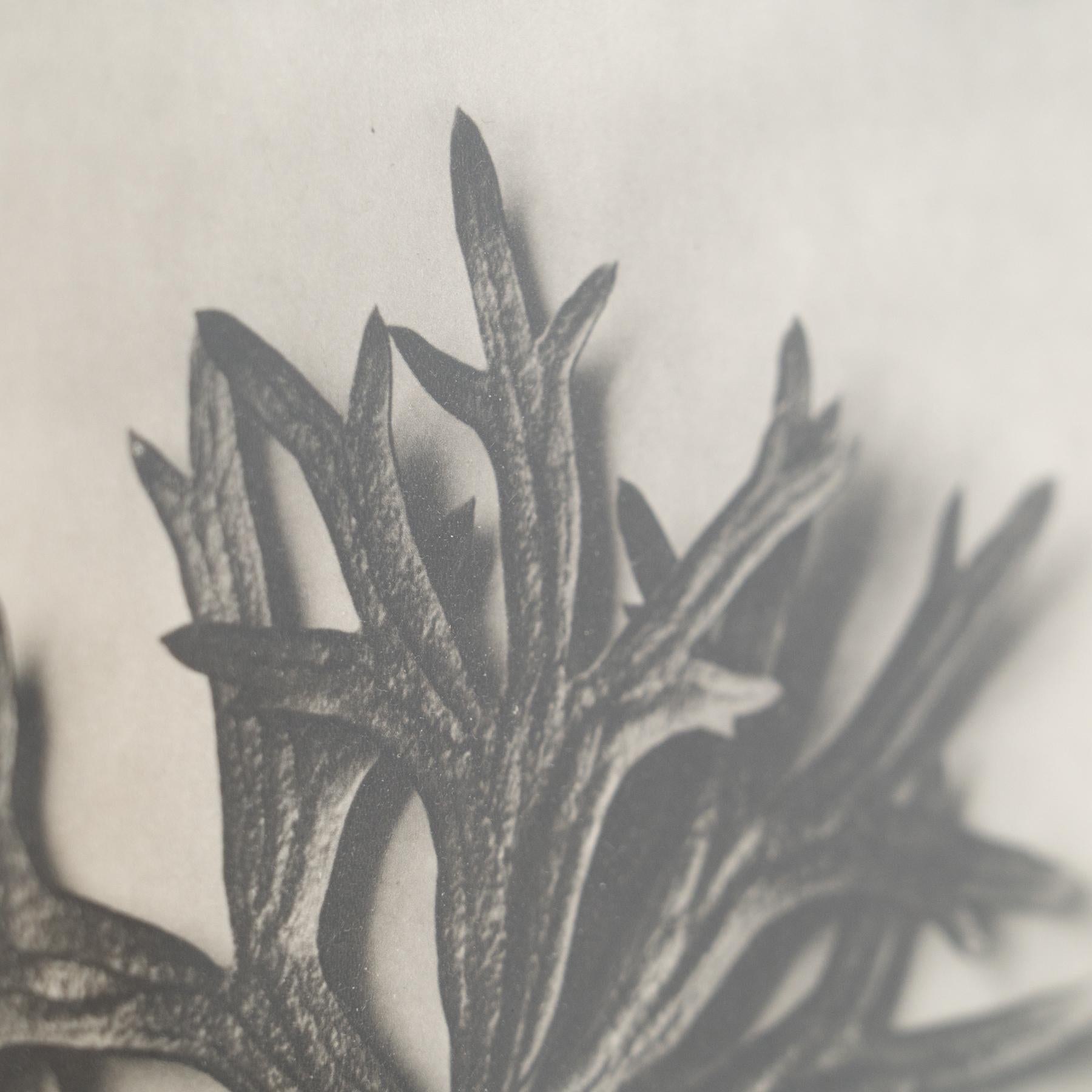 Karl Blossfeldt Photogravure: L'Eleganza della Natura in una cornice classica (1942) in vendita 4