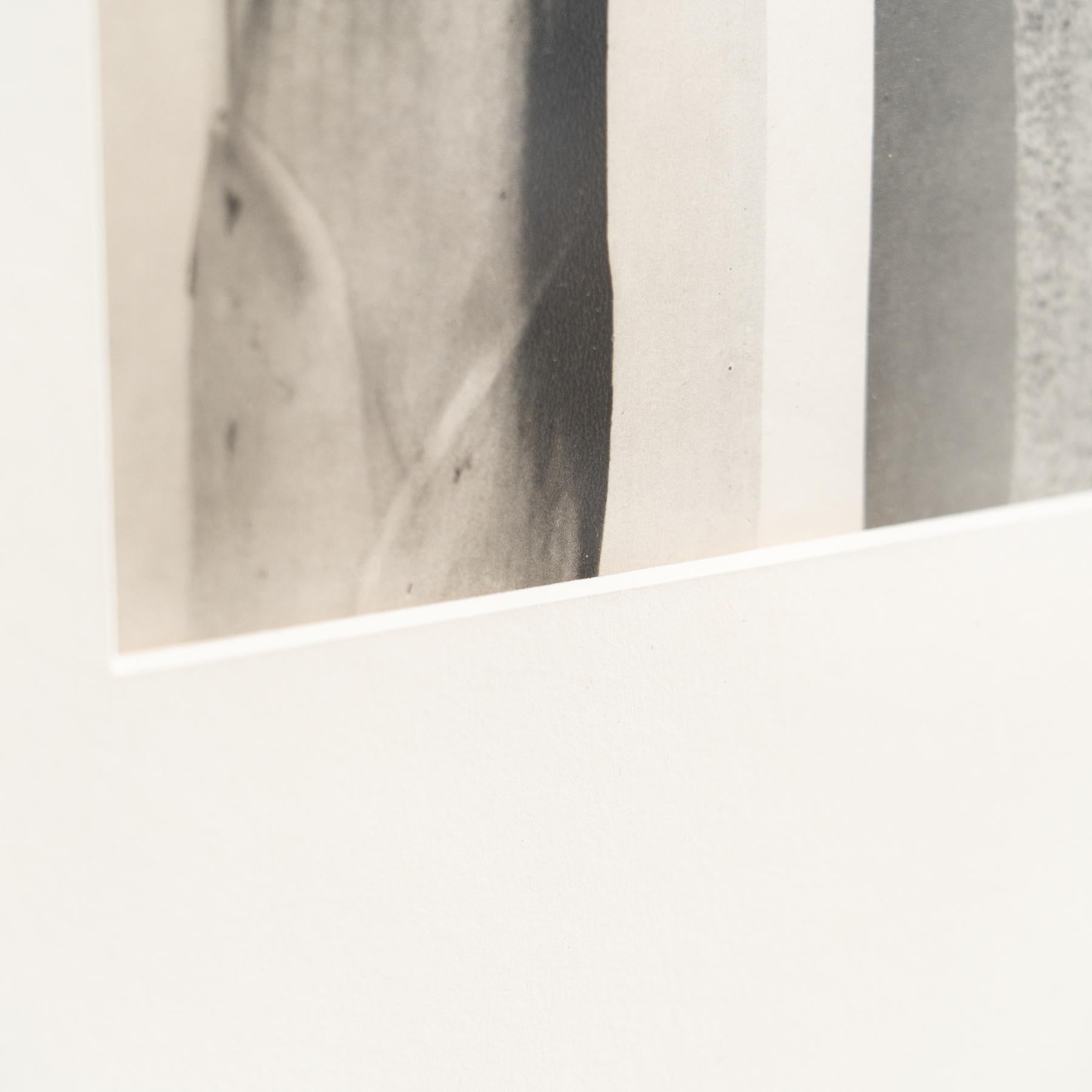Karl Blossfeldt Photogravure: L'Eleganza della Natura in una cornice classica (1942) in vendita 5