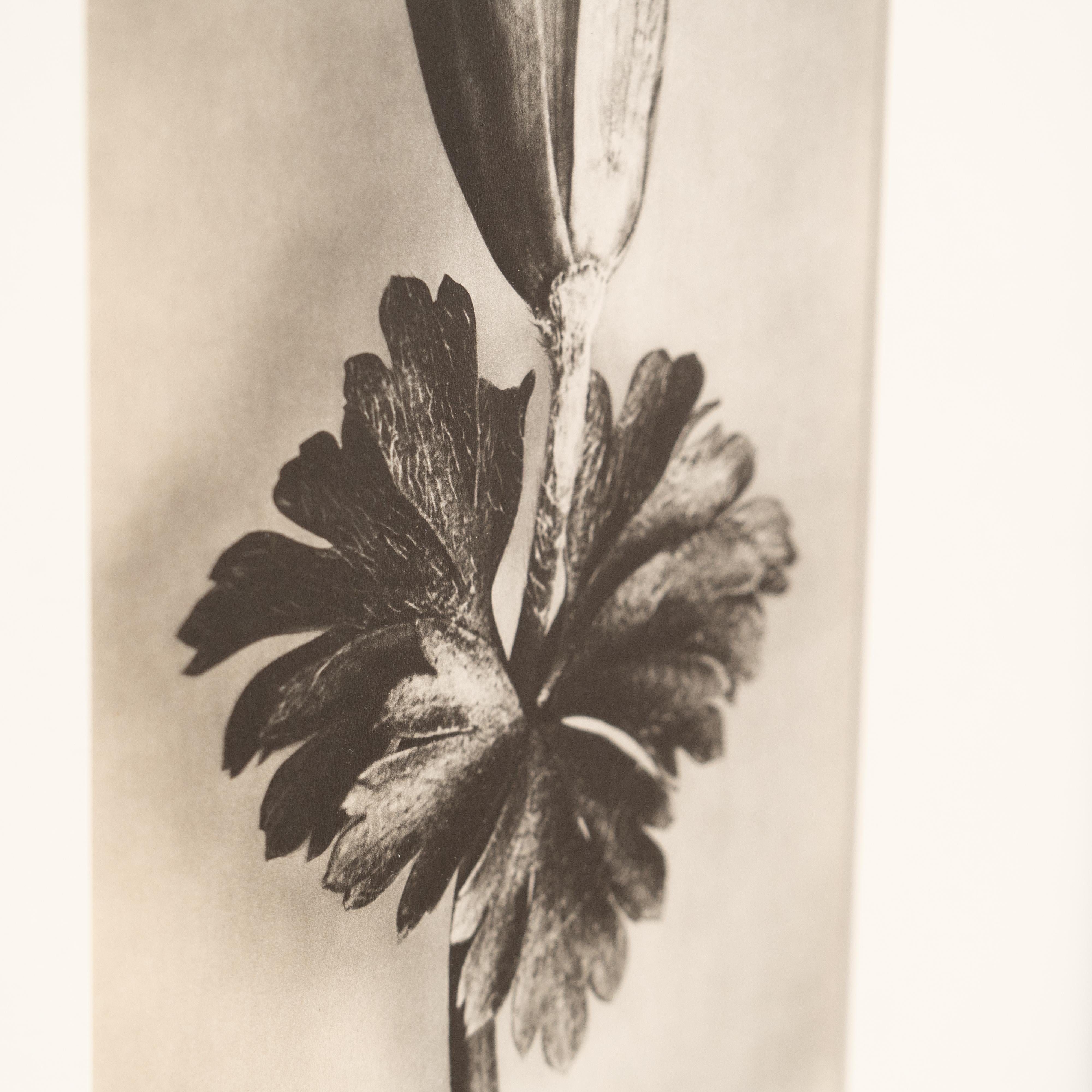 Karl Blossfeldt Photogravure: Nature's Elegance in Classic Frame (1942) For Sale 6