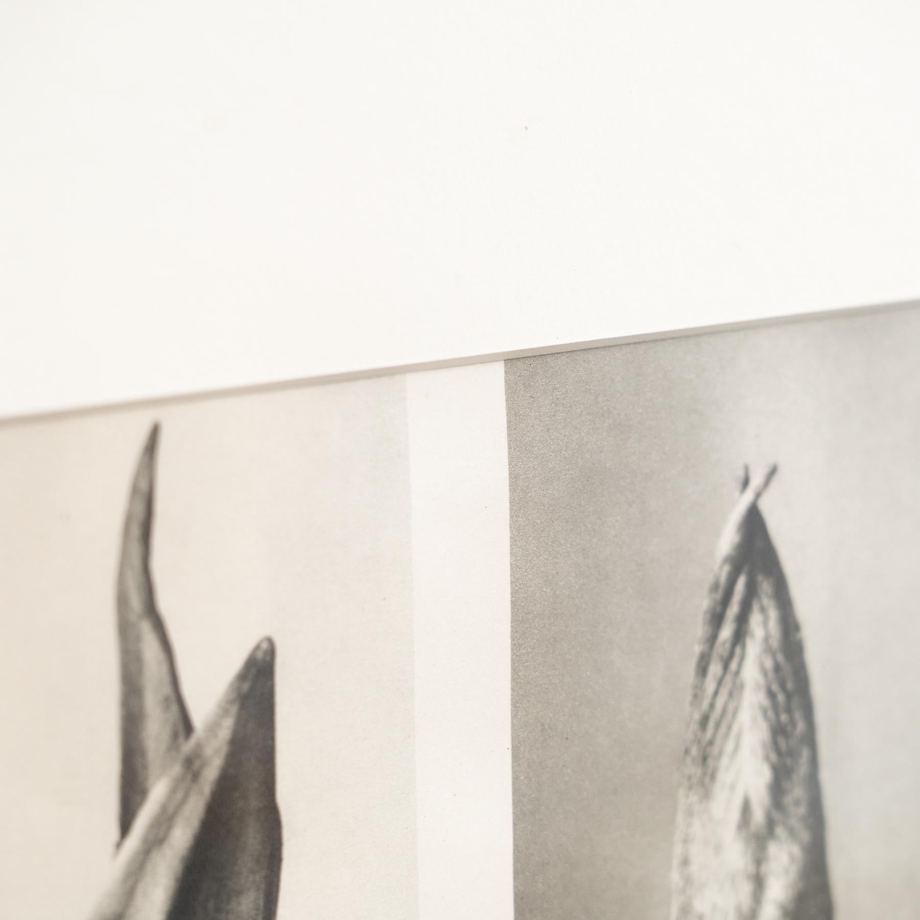 Karl Blossfeldt Photogravure: L'Eleganza della Natura in una cornice classica (1942) in vendita 6