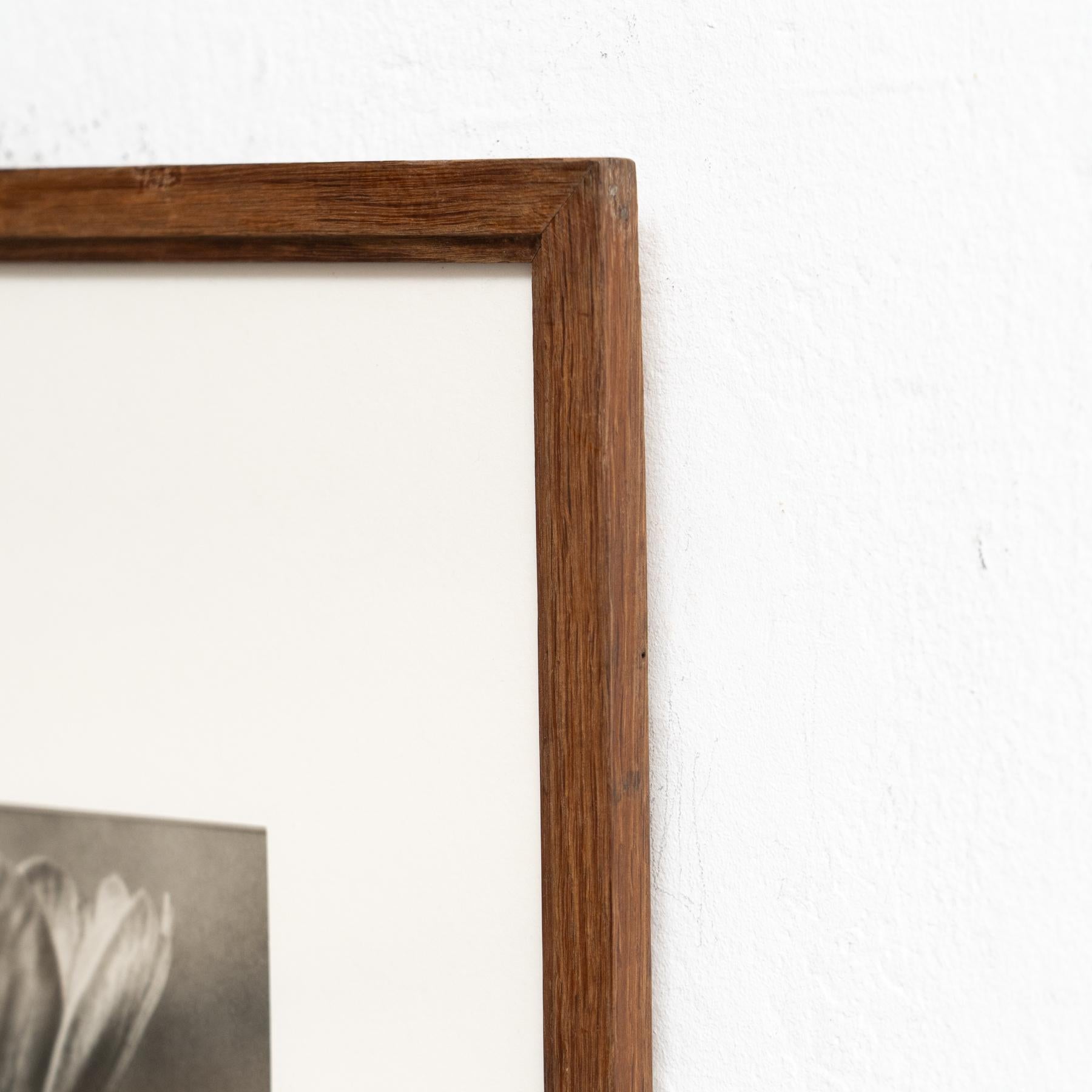 Karl Blossfeldt Photogravure: Nature's Elegance in Classic Frame (1942) For Sale 7