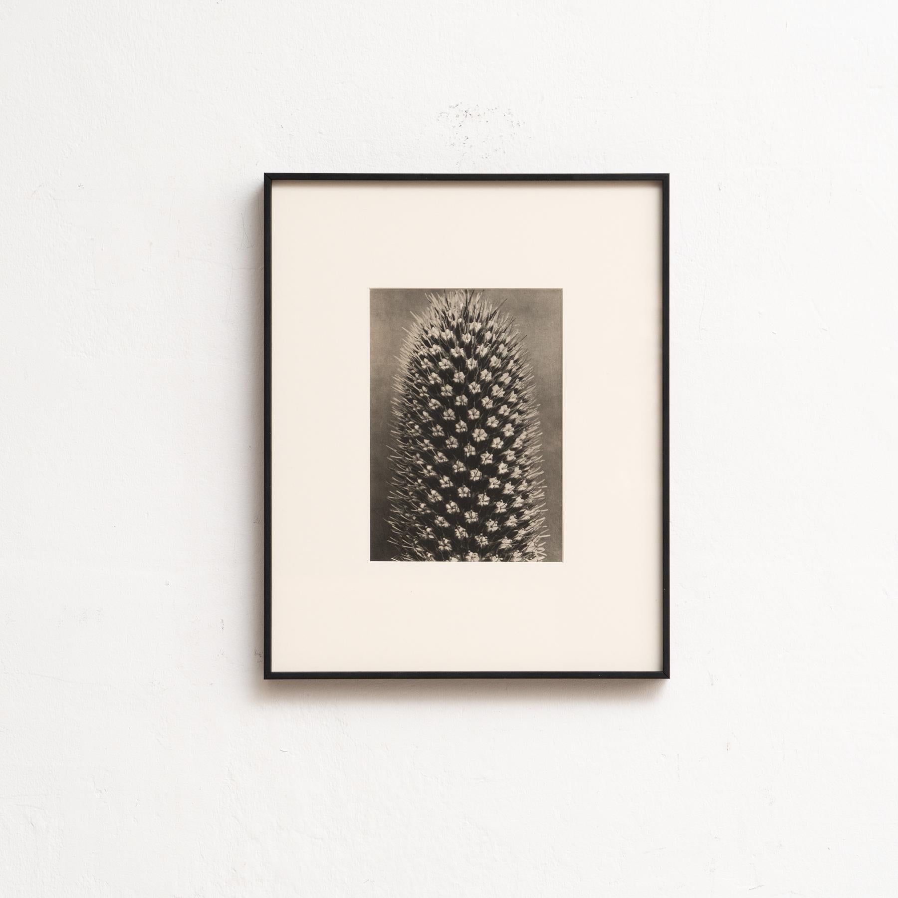 Presenting a captivating Karl Blossfeldt Photogravure from the 1942 edition of the book 'Wunder in der Natur.' 

In its original condition, this piece boasts minor wear that beautifully weaves into its historical narrative, showcasing a lovely