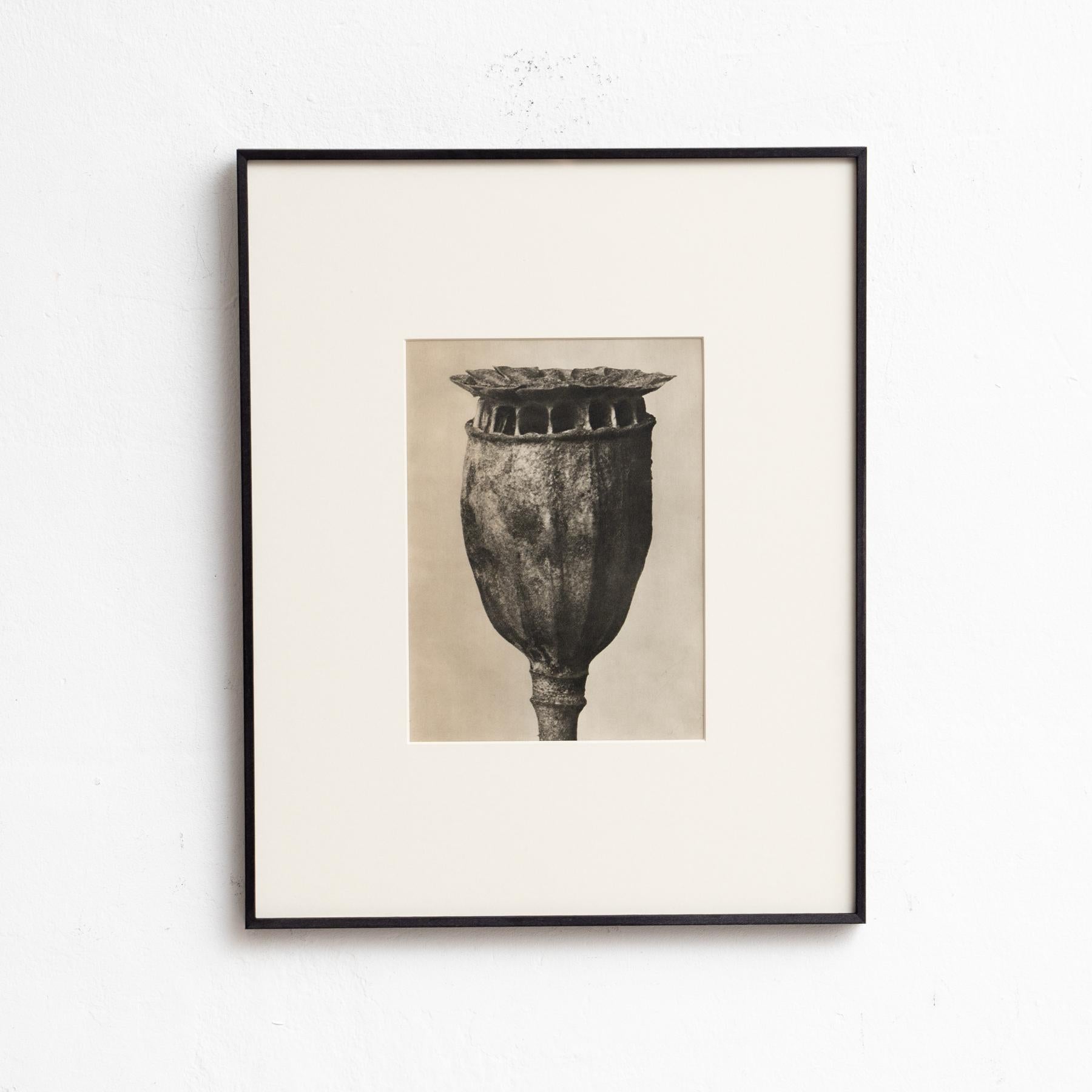 Presenting a captivating Karl Blossfeldt Photogravure from the 1942 edition of the book 'Wunder in der Natur.' 

In its original condition, this piece boasts minor wear that beautifully weaves into its historical narrative, showcasing a lovely