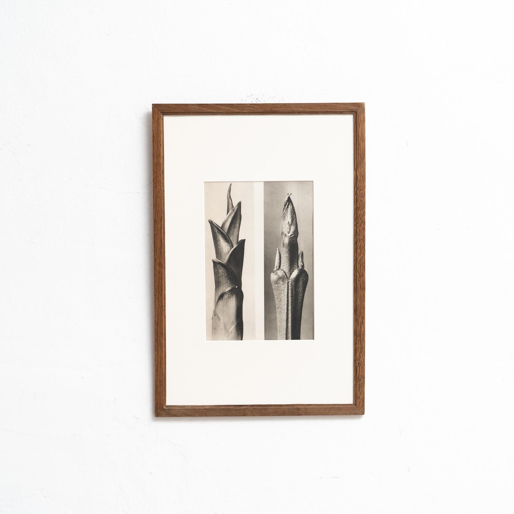 Presentiamo un'affascinante fotoincisione di Karl Blossfeldt dall'edizione del 1942 del libro 