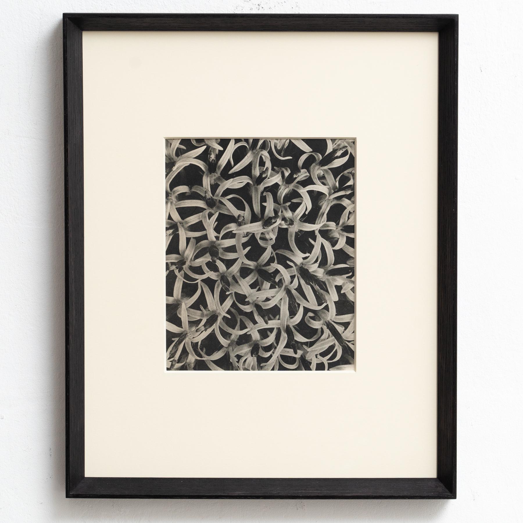 Presenting a captivating Karl Blossfeldt Photogravure from the 1942 edition of the book 'Wunder in der Natur.' 

In its original condition, this piece boasts minor wear that beautifully weaves into its historical narrative, showcasing a lovely