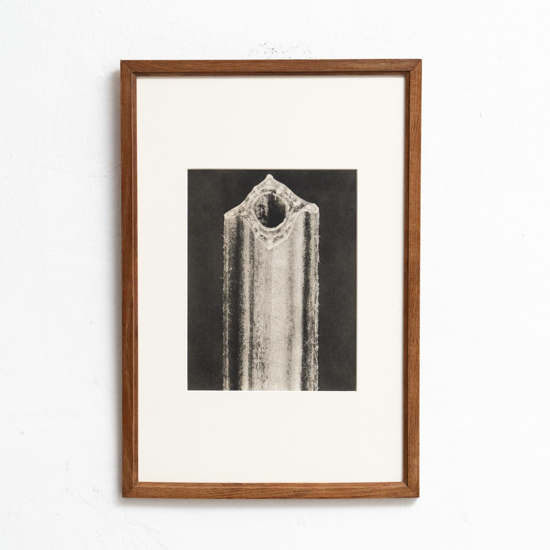 Presentiamo un'affascinante fotoincisione di Karl Blossfeldt dall'edizione del 1942 del libro 