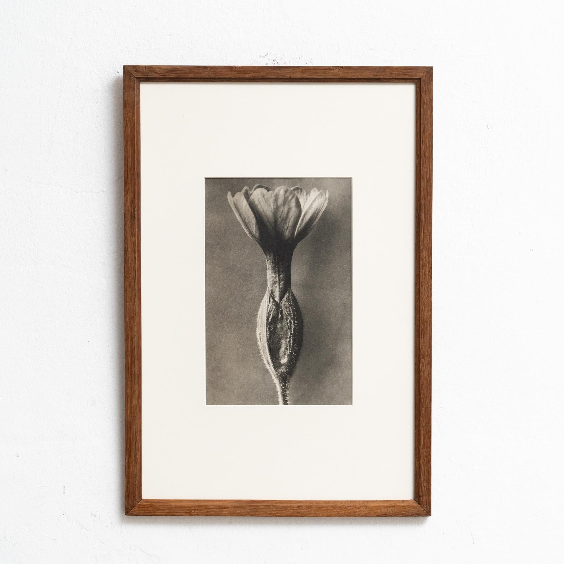 Presenting a captivating Karl Blossfeldt Photogravure from the 1942 edition of the book 'Wunder in der Natur.' 

In its original condition, this piece boasts minor wear that beautifully weaves into its historical narrative, showcasing a lovely