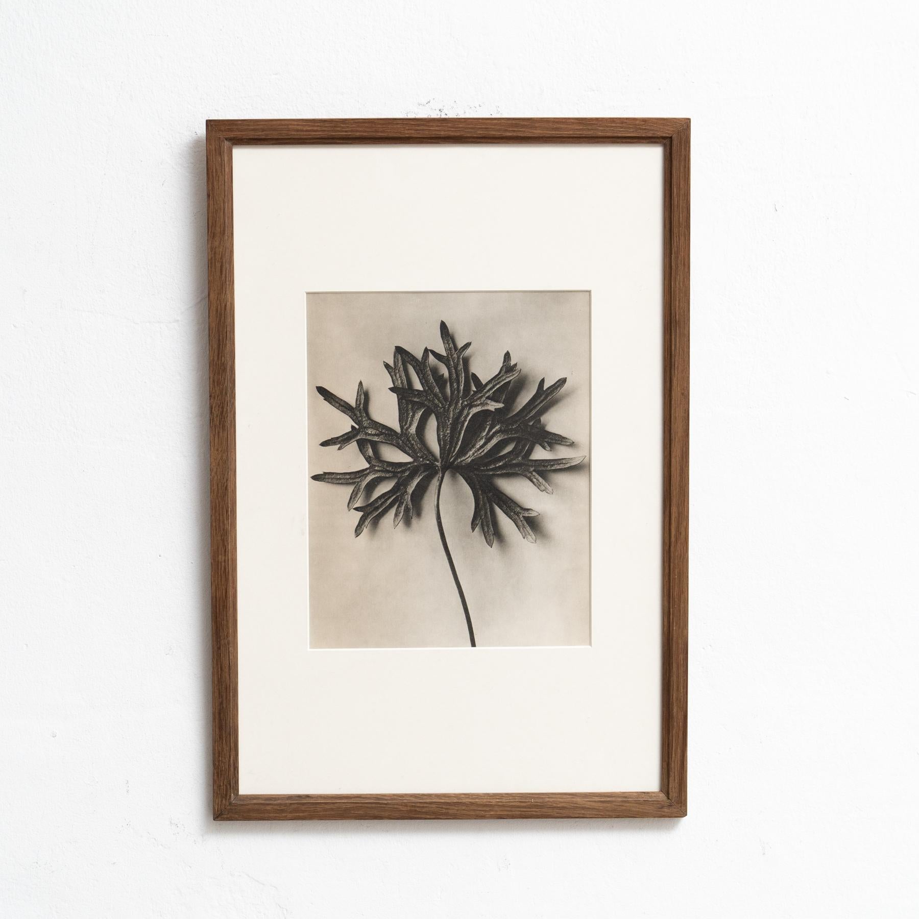 Presentiamo un'affascinante fotoincisione di Karl Blossfeldt dall'edizione del 1942 del libro 