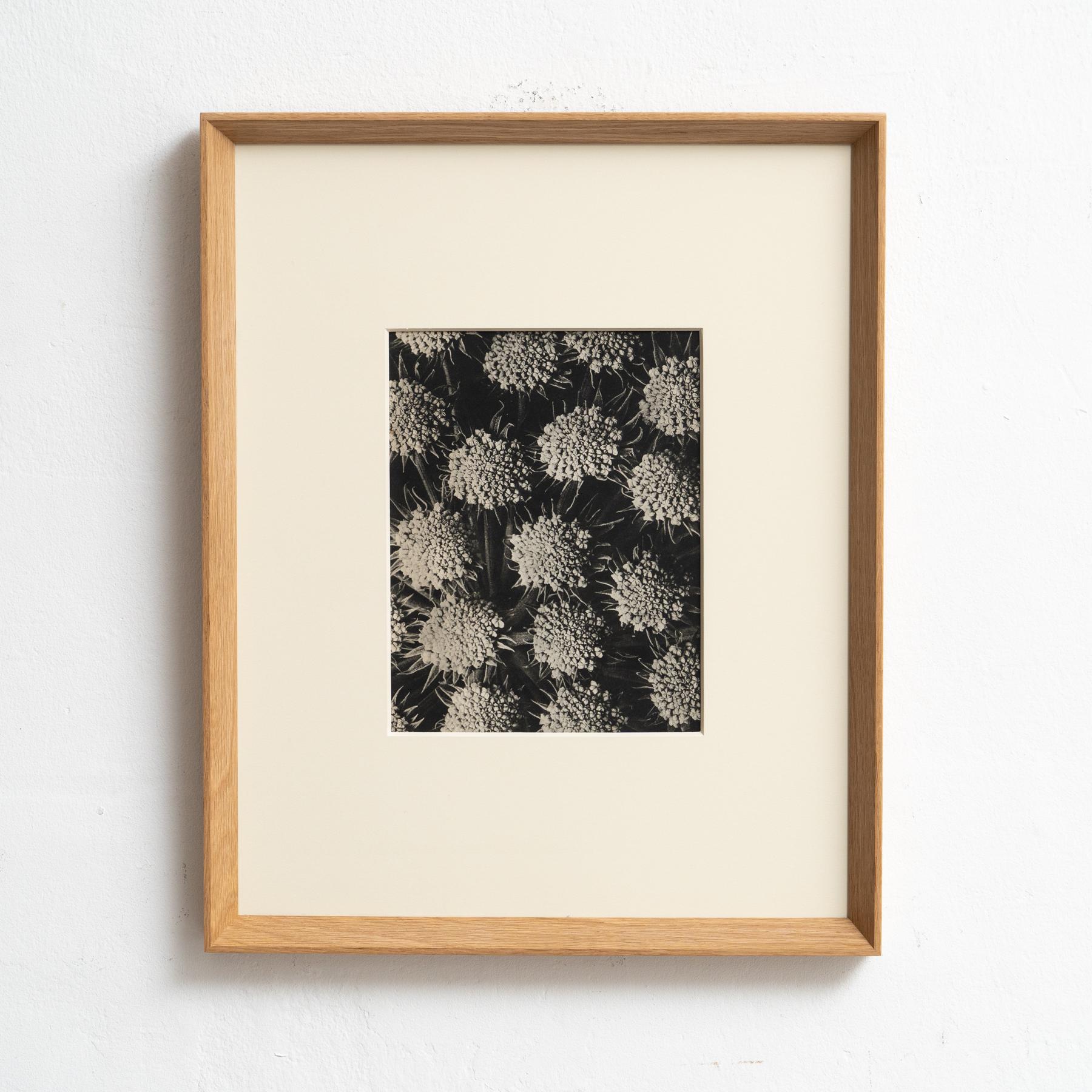 Presentiamo un'affascinante fotoincisione di Karl Blossfeldt dall'edizione del 1942 del libro 