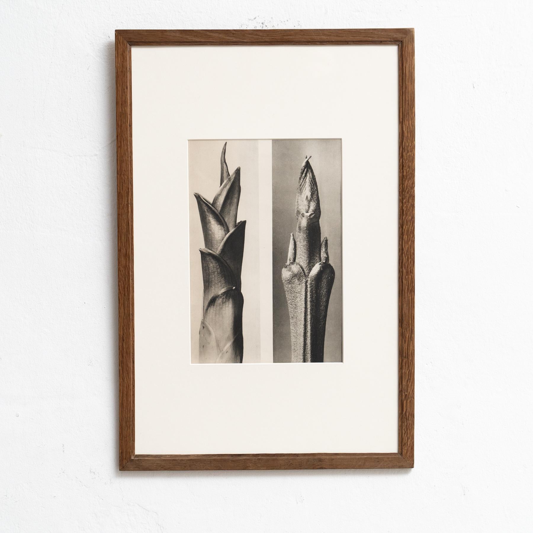 Mid-Century moderno Karl Blossfeldt Photogravure: L'Eleganza della Natura in una cornice classica (1942) in vendita