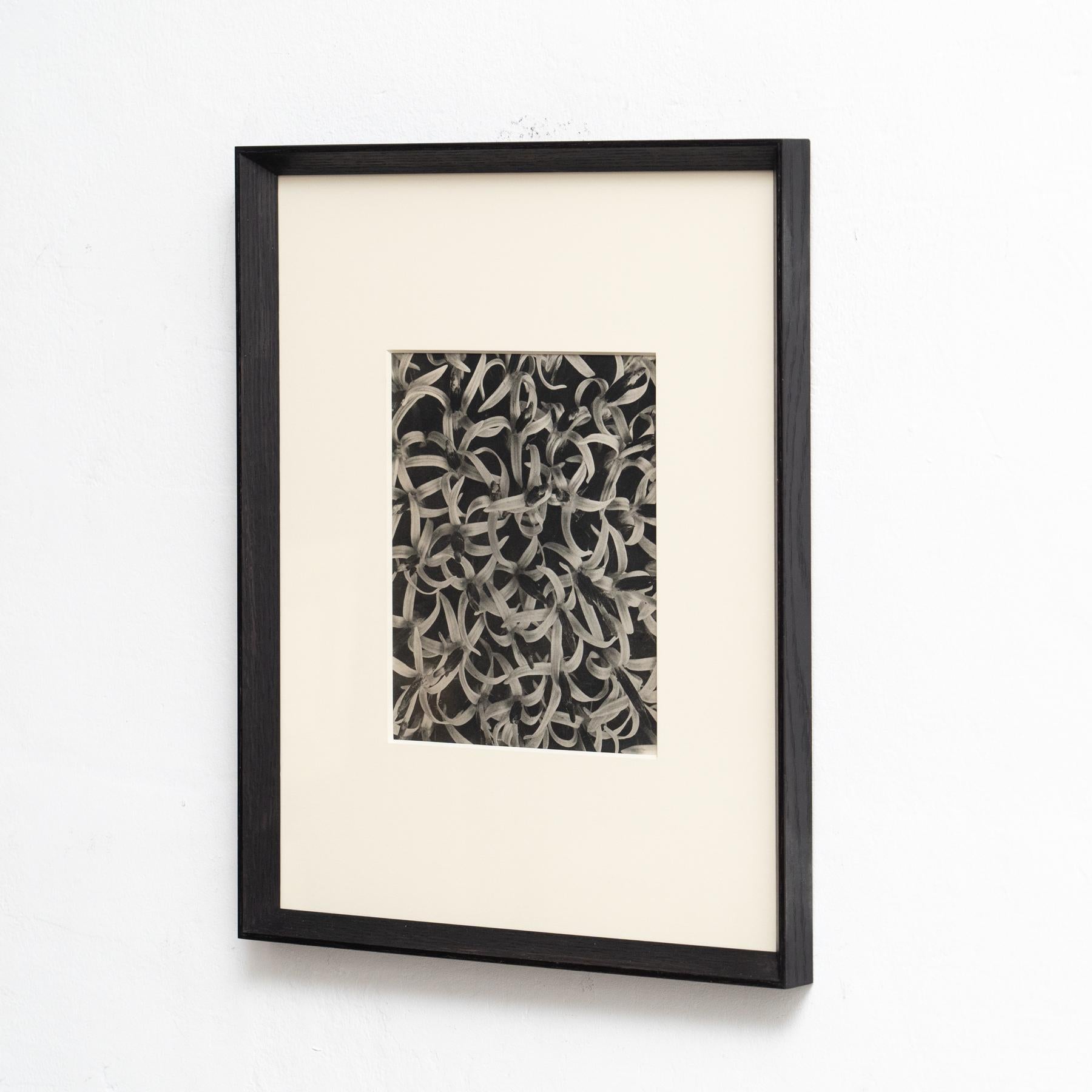 Mid-Century Modern Karl Blossfeldt Photogravure: Nature's Elegance in Classic Frame (1942) For Sale