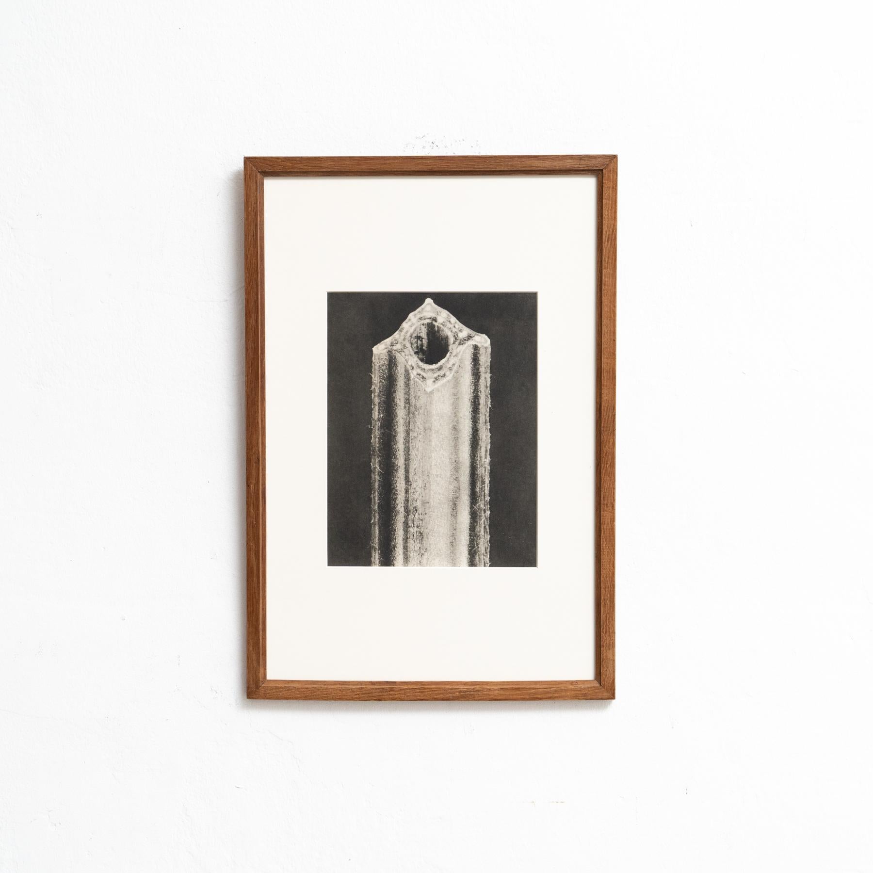 Mid-Century moderno Karl Blossfeldt Photogravure: L'Eleganza della Natura in una cornice classica (1942) in vendita