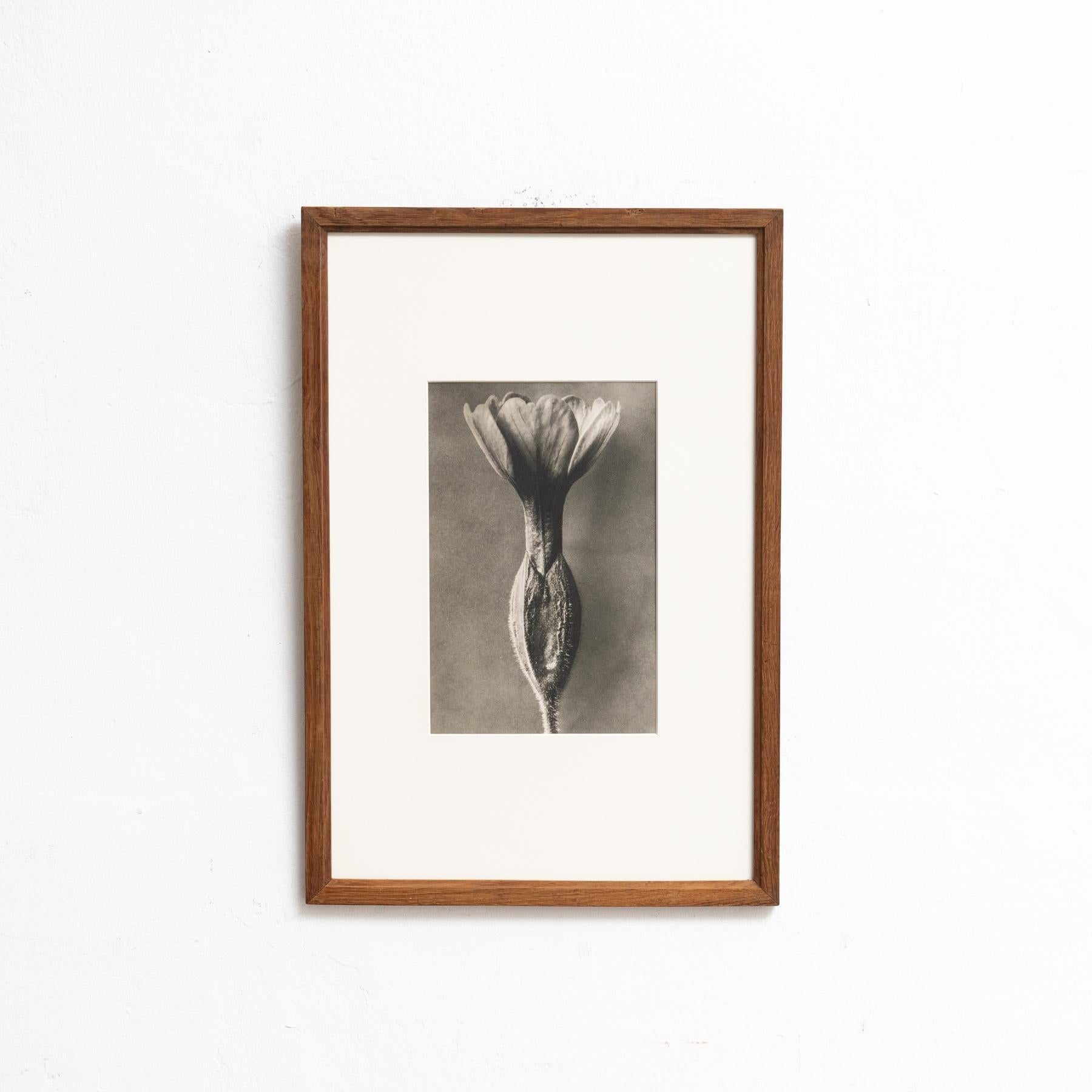 Mid-Century Modern Karl Blossfeldt Photogravure: Nature's Elegance in Classic Frame (1942) For Sale