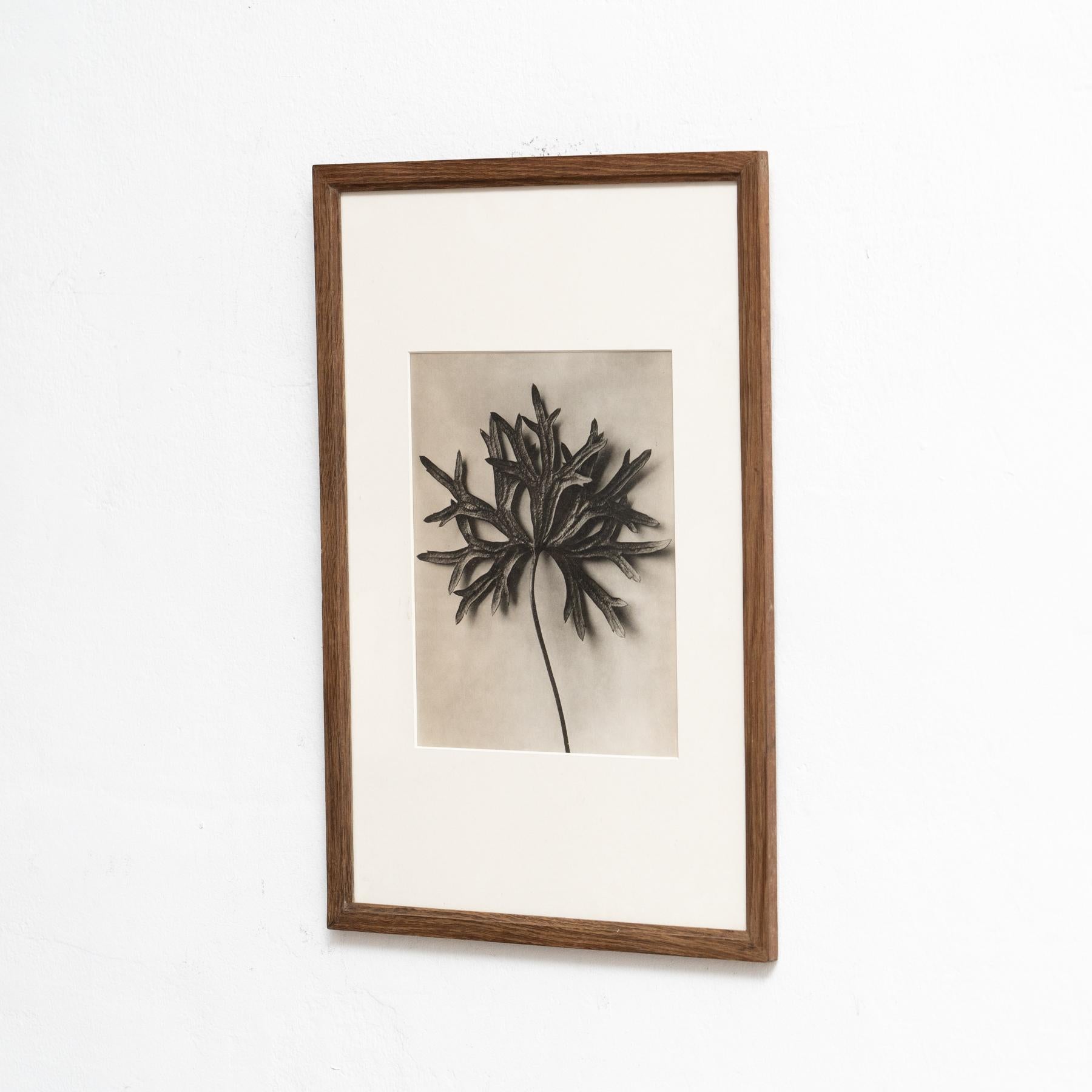 Mid-Century moderno Karl Blossfeldt Photogravure: L'Eleganza della Natura in una cornice classica (1942) in vendita