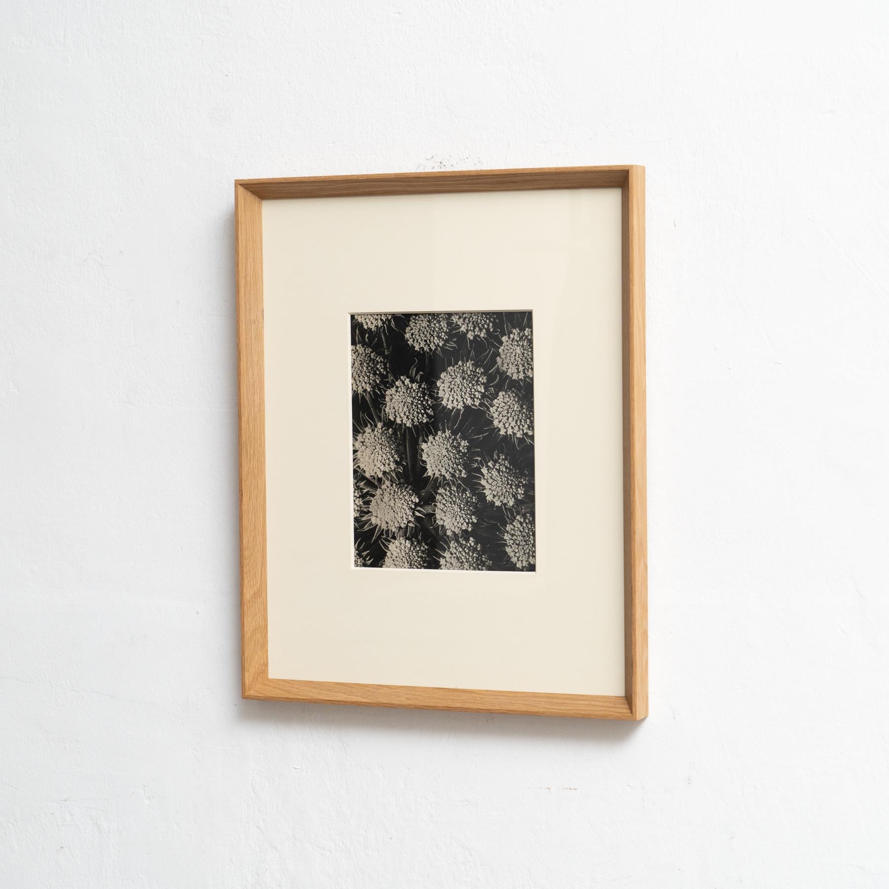 Mid-Century moderno Karl Blossfeldt Photogravure: L'Eleganza della Natura in una cornice classica (1942) in vendita