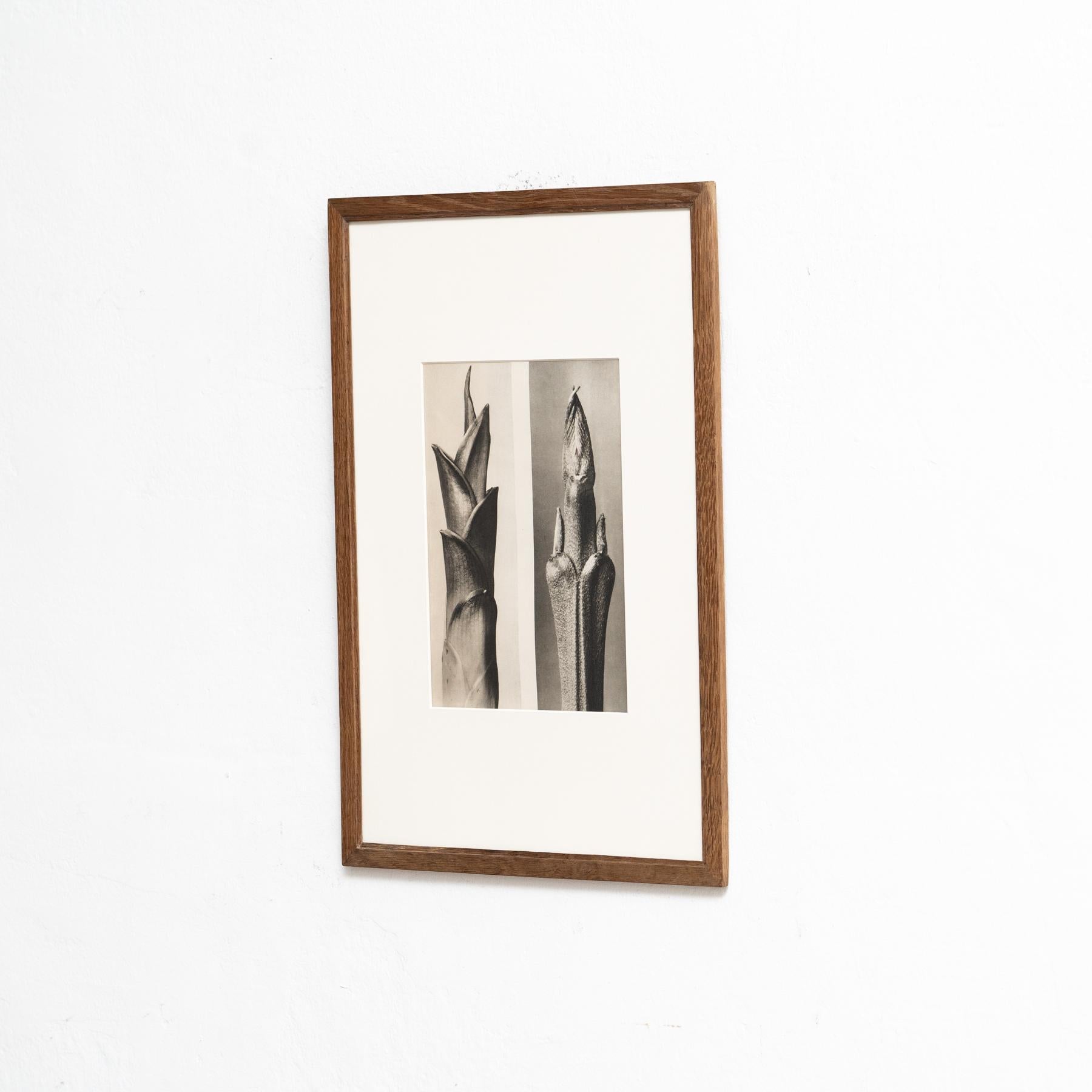 Spagnolo Karl Blossfeldt Photogravure: L'Eleganza della Natura in una cornice classica (1942) in vendita
