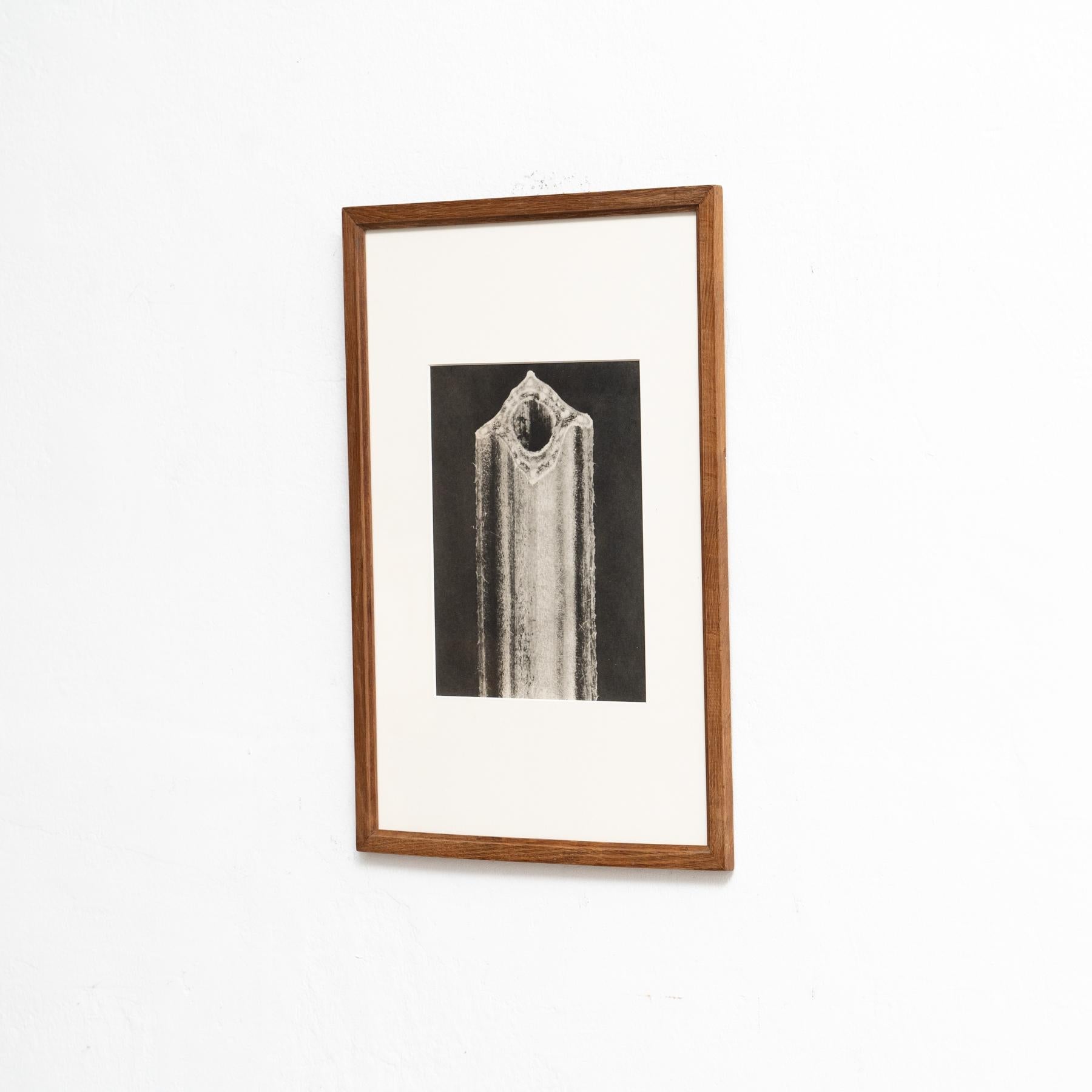 Spagnolo Karl Blossfeldt Photogravure: L'Eleganza della Natura in una cornice classica (1942) in vendita