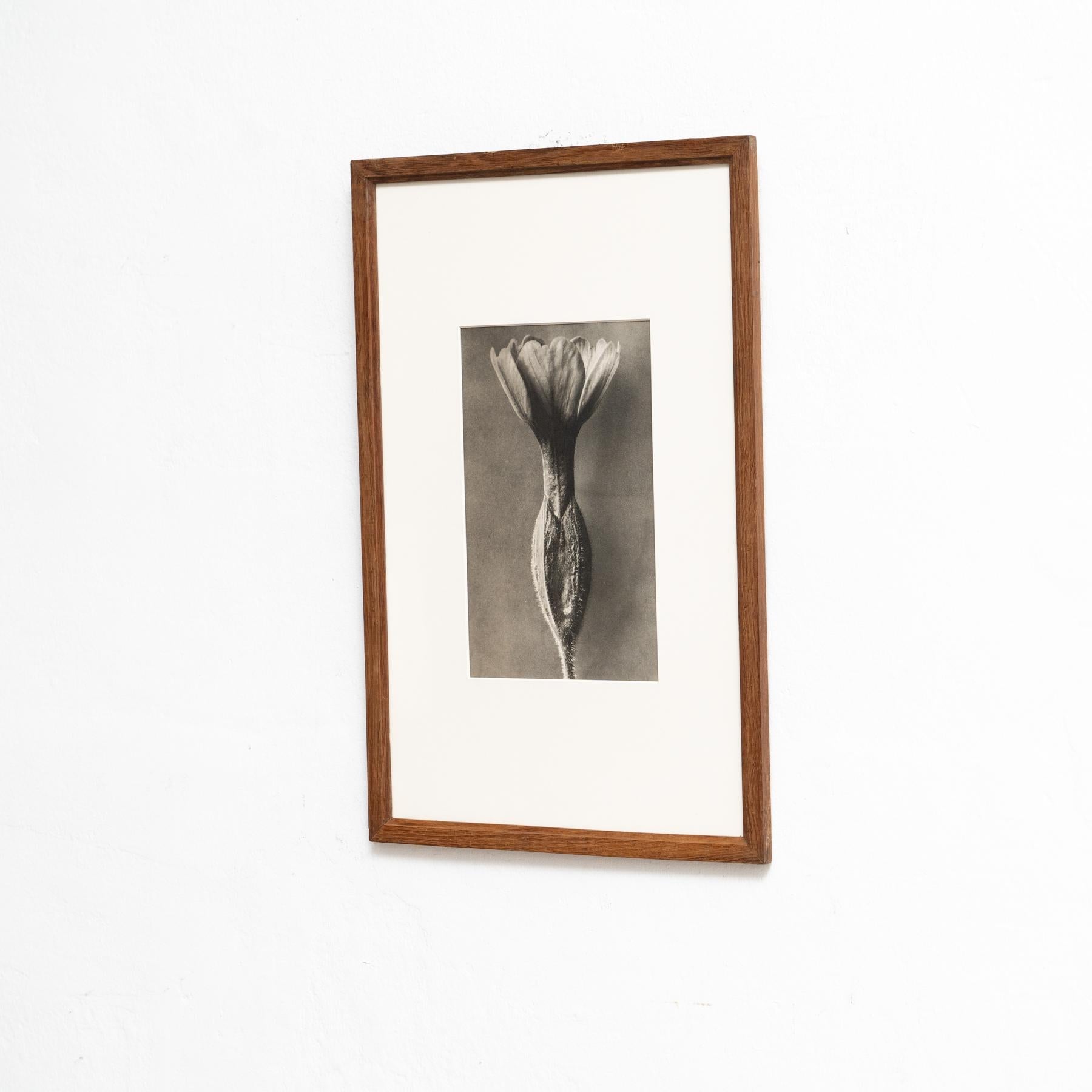 Spanish Karl Blossfeldt Photogravure: Nature's Elegance in Classic Frame (1942) For Sale