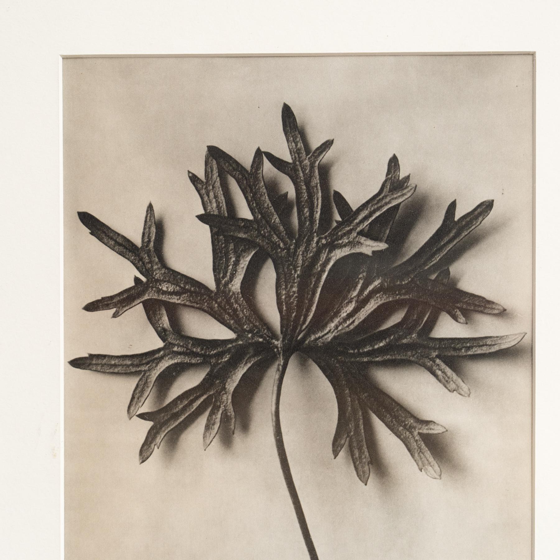 Spagnolo Karl Blossfeldt Photogravure: L'Eleganza della Natura in una cornice classica (1942) in vendita