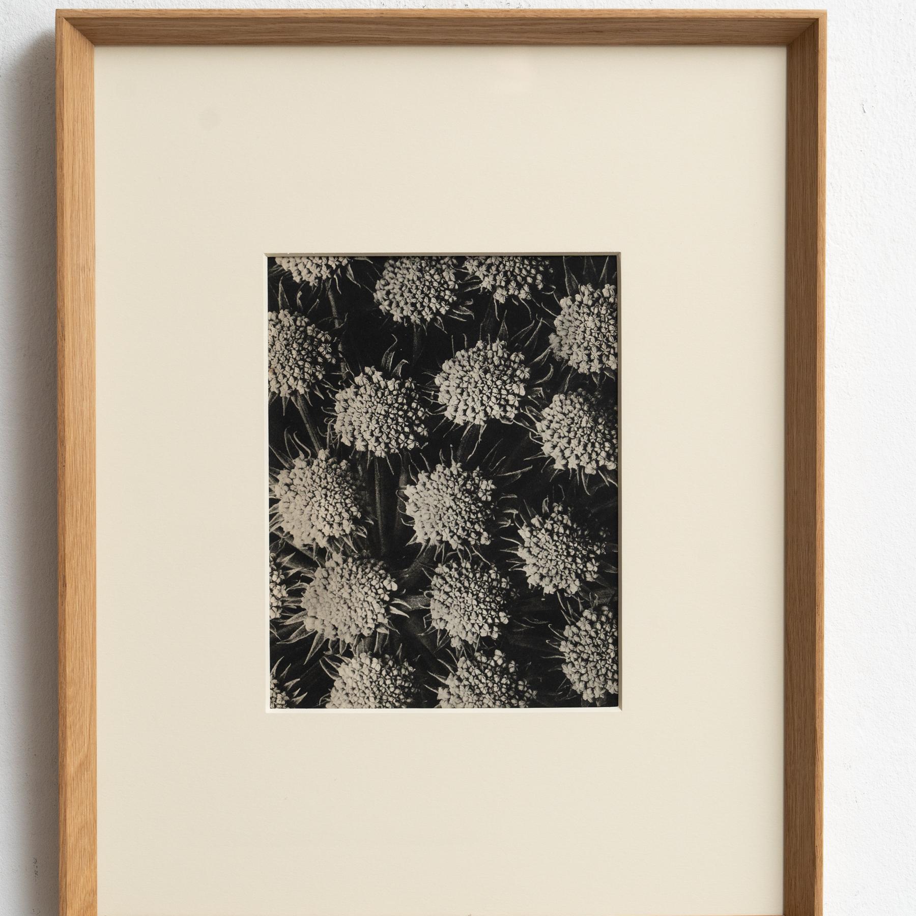 Spagnolo Karl Blossfeldt Photogravure: L'Eleganza della Natura in una cornice classica (1942) in vendita