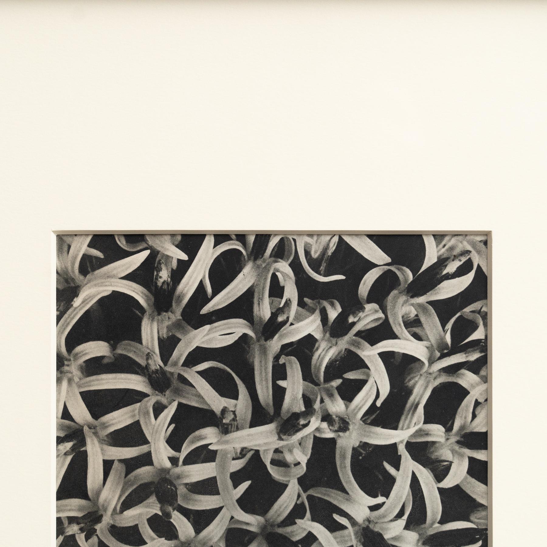 Karl Blossfeldt Photogravure: Nature's Elegance in Classic Frame (1942) In Good Condition For Sale In Barcelona, Barcelona