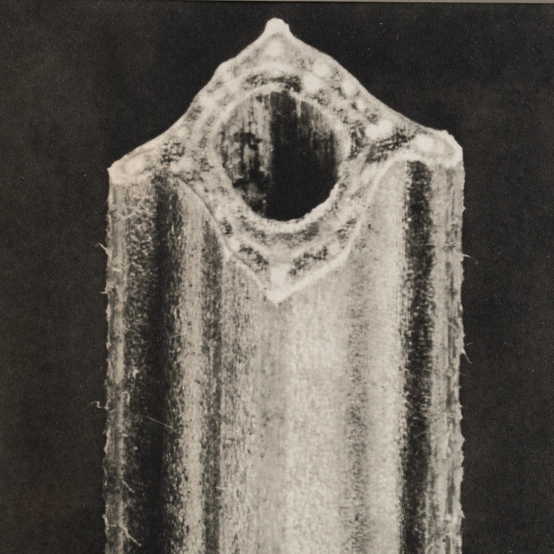 Karl Blossfeldt Photogravure: L'Eleganza della Natura in una cornice classica (1942) In condizioni buone in vendita a Barcelona, Barcelona