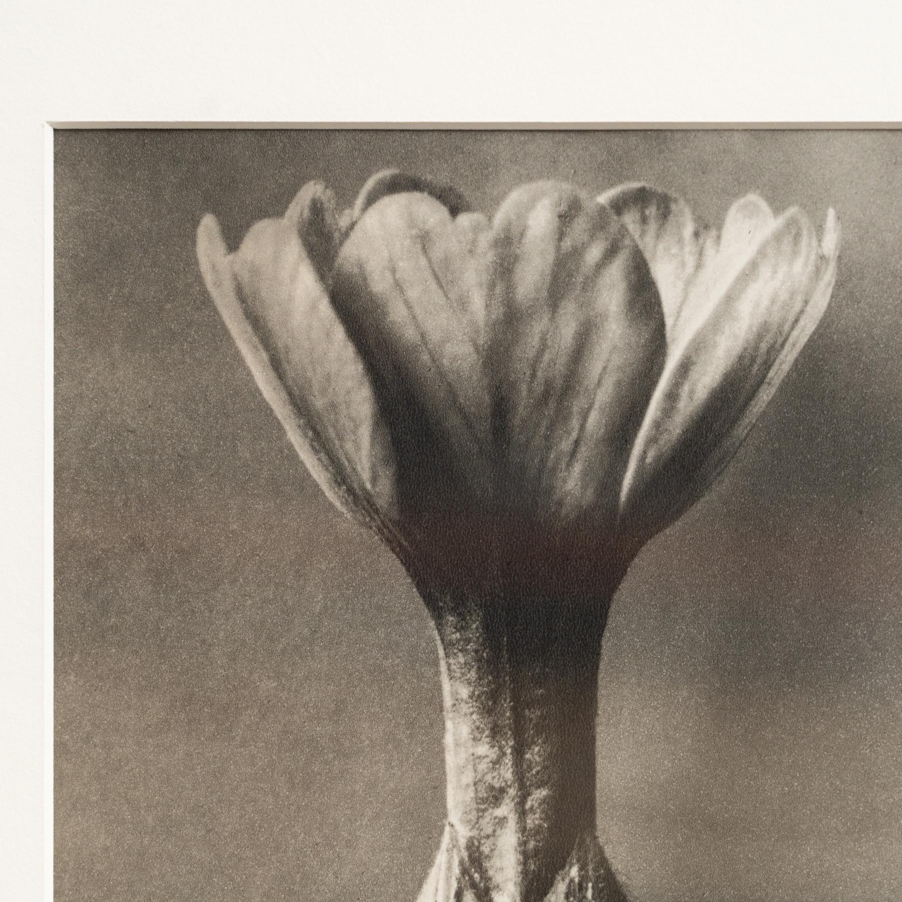 Karl Blossfeldt Photogravure: Nature's Elegance in Classic Frame (1942) In Good Condition For Sale In Barcelona, Barcelona
