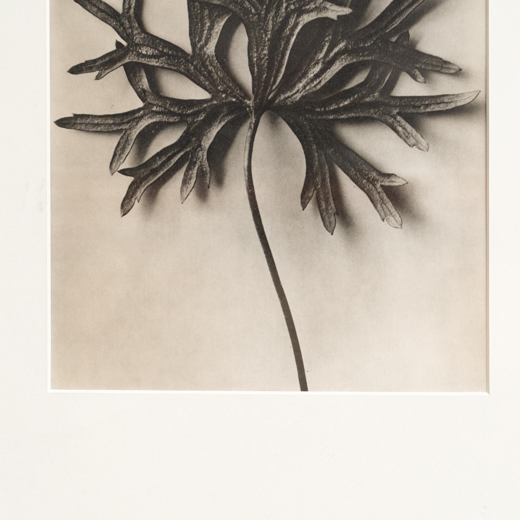 Karl Blossfeldt Photogravure: L'Eleganza della Natura in una cornice classica (1942) In condizioni buone in vendita a Barcelona, Barcelona