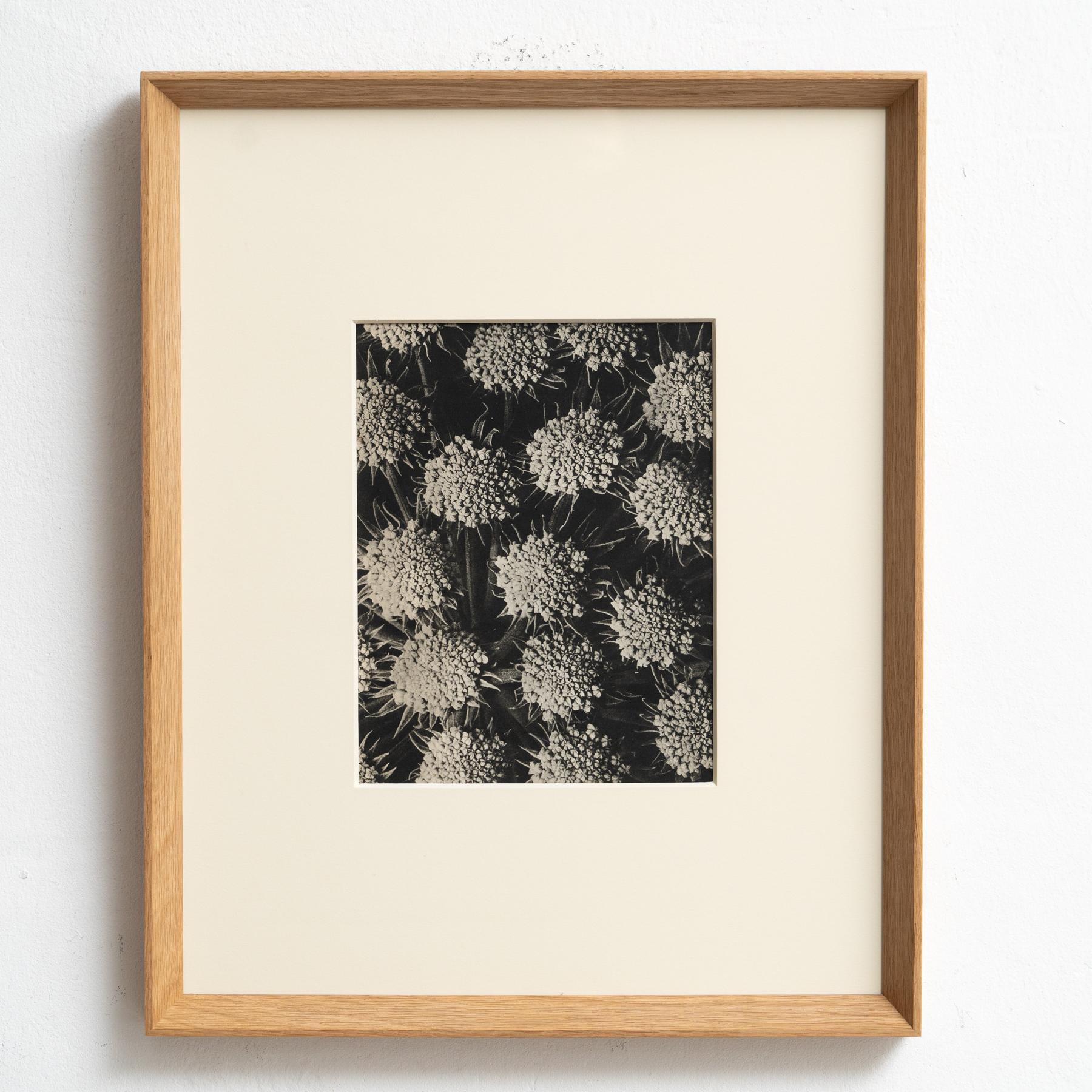 Karl Blossfeldt Photogravure: L'Eleganza della Natura in una cornice classica (1942) In condizioni buone in vendita a Barcelona, Barcelona