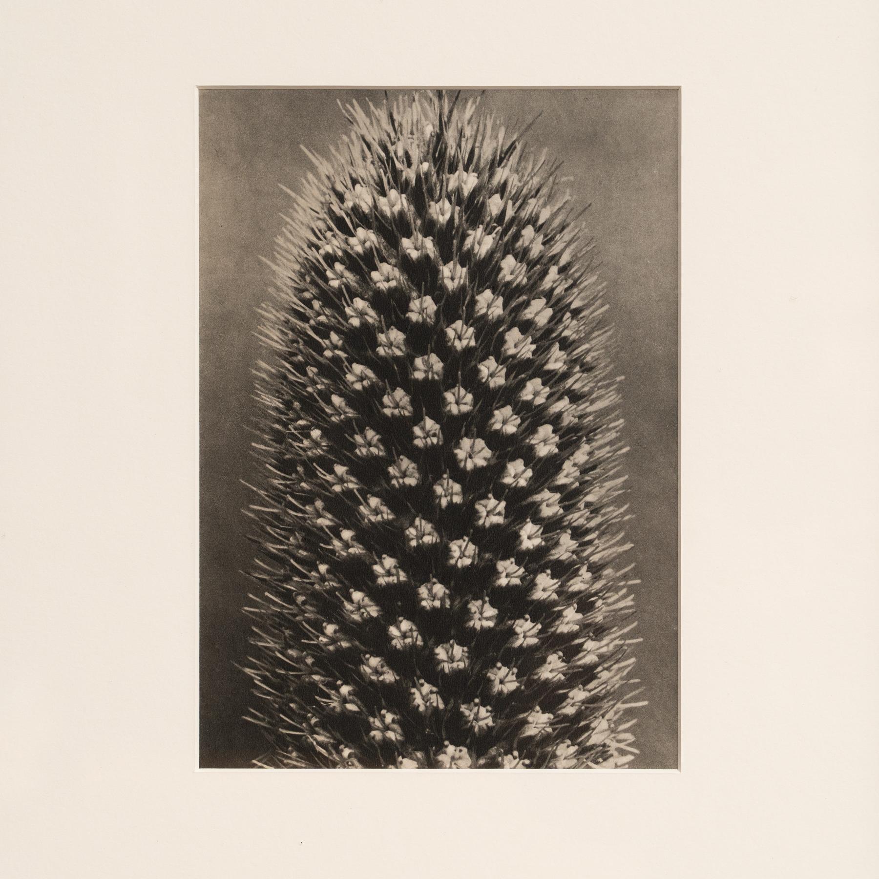 Mid-20th Century Karl Blossfeldt Photogravure: Nature's Elegance in Classic Frame (1942)