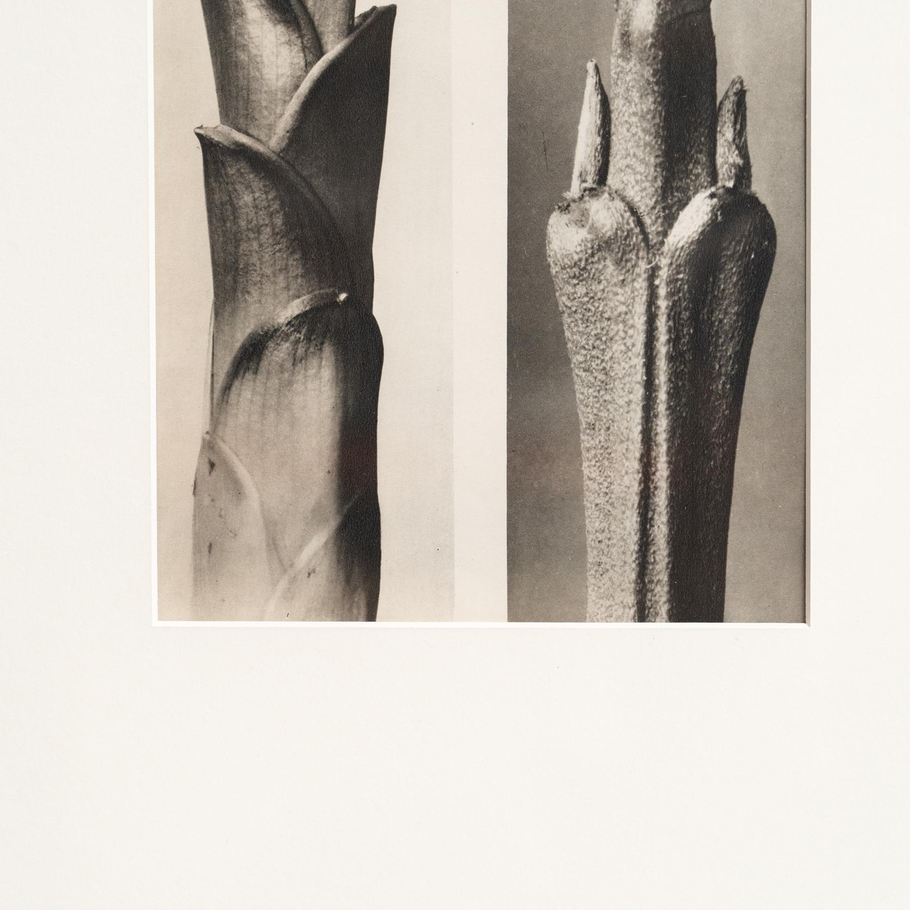 Metà XX secolo Karl Blossfeldt Photogravure: L'Eleganza della Natura in una cornice classica (1942) in vendita