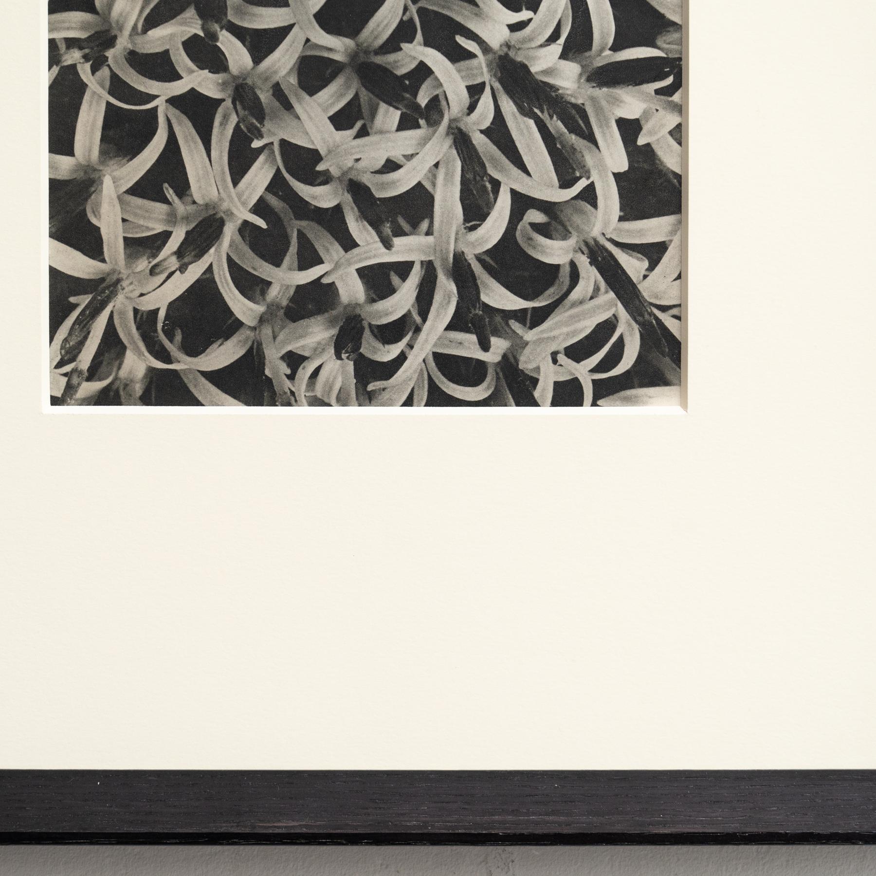 Mid-20th Century Karl Blossfeldt Photogravure: Nature's Elegance in Classic Frame (1942) For Sale