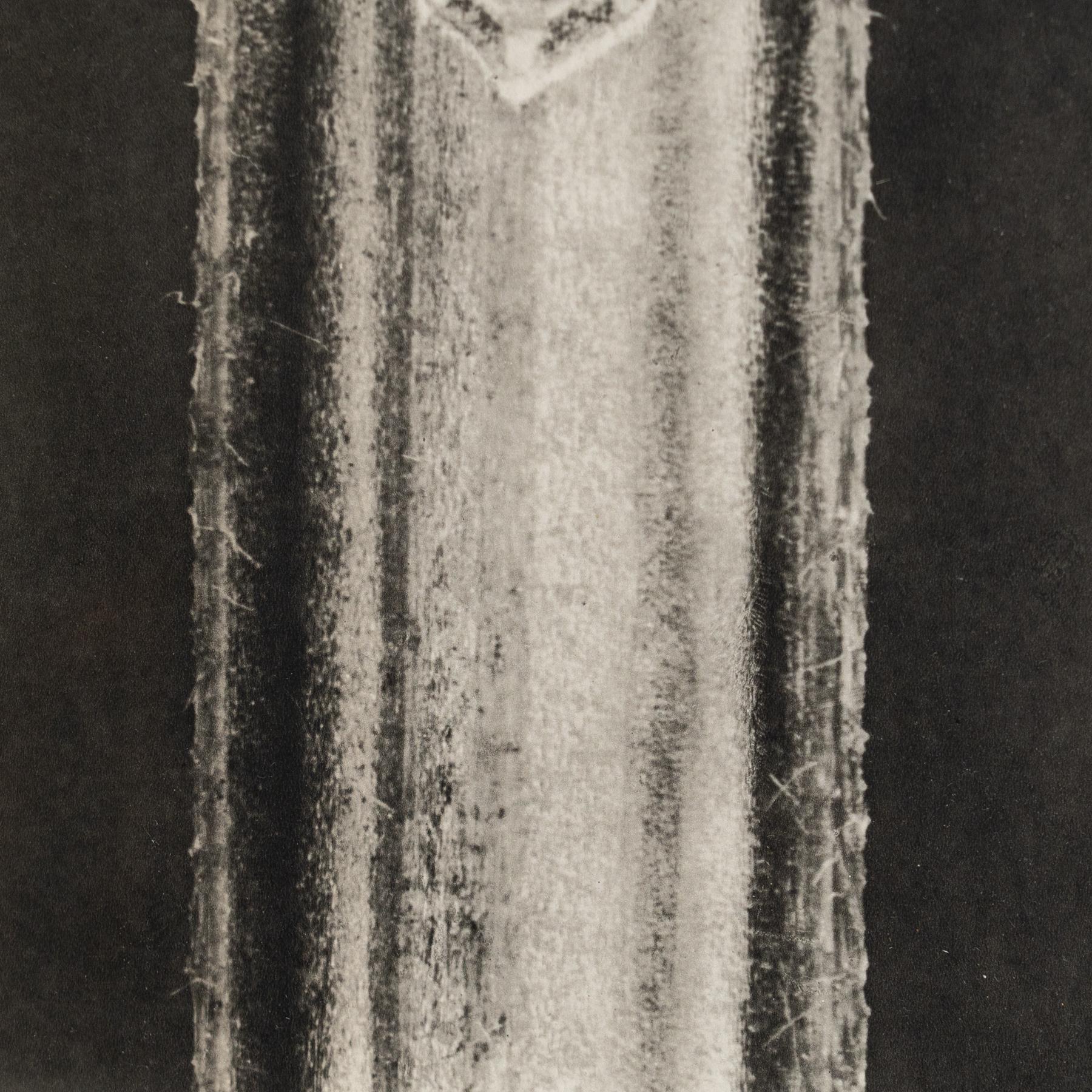 Metà XX secolo Karl Blossfeldt Photogravure: L'Eleganza della Natura in una cornice classica (1942) in vendita