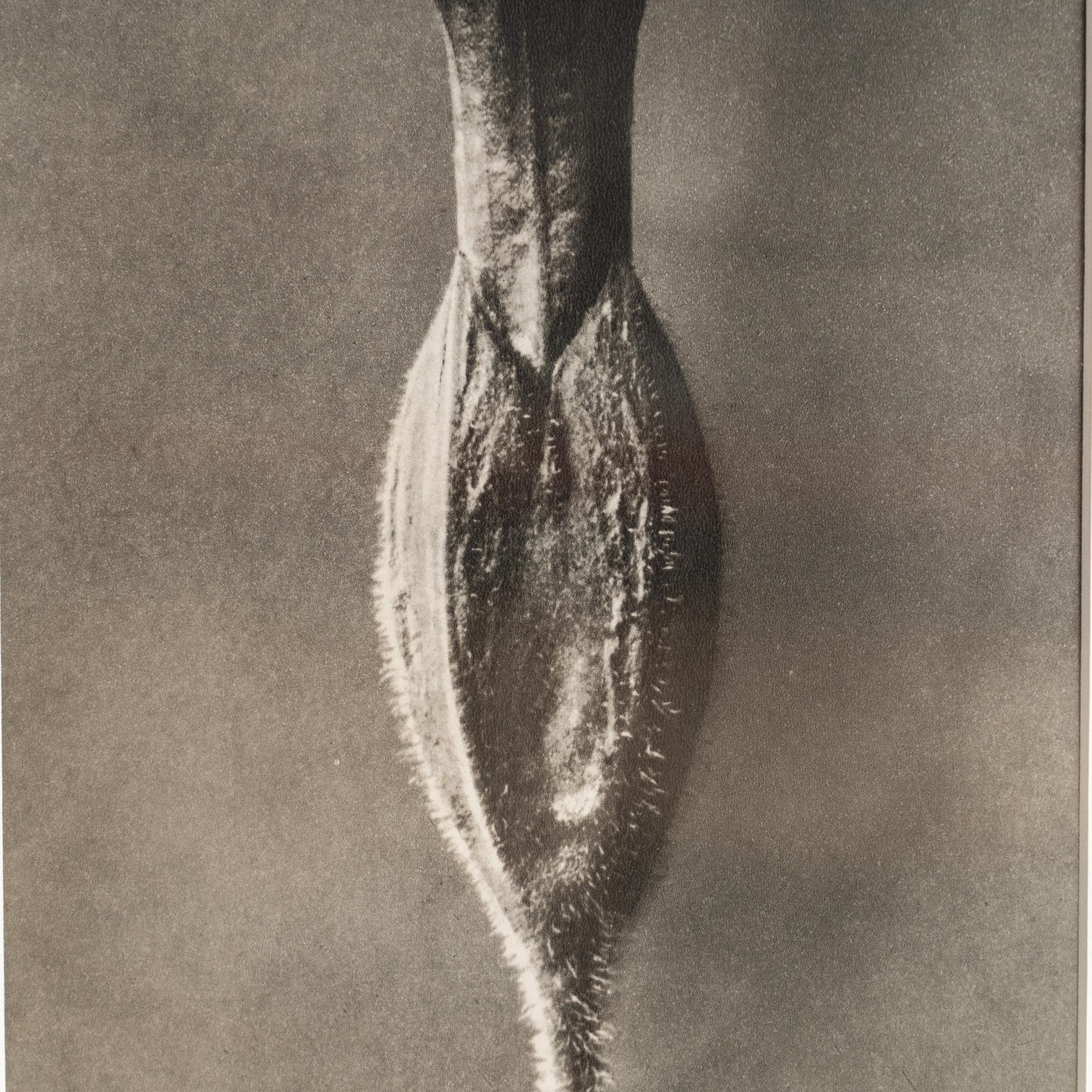Mid-20th Century Karl Blossfeldt Photogravure: Nature's Elegance in Classic Frame (1942) For Sale